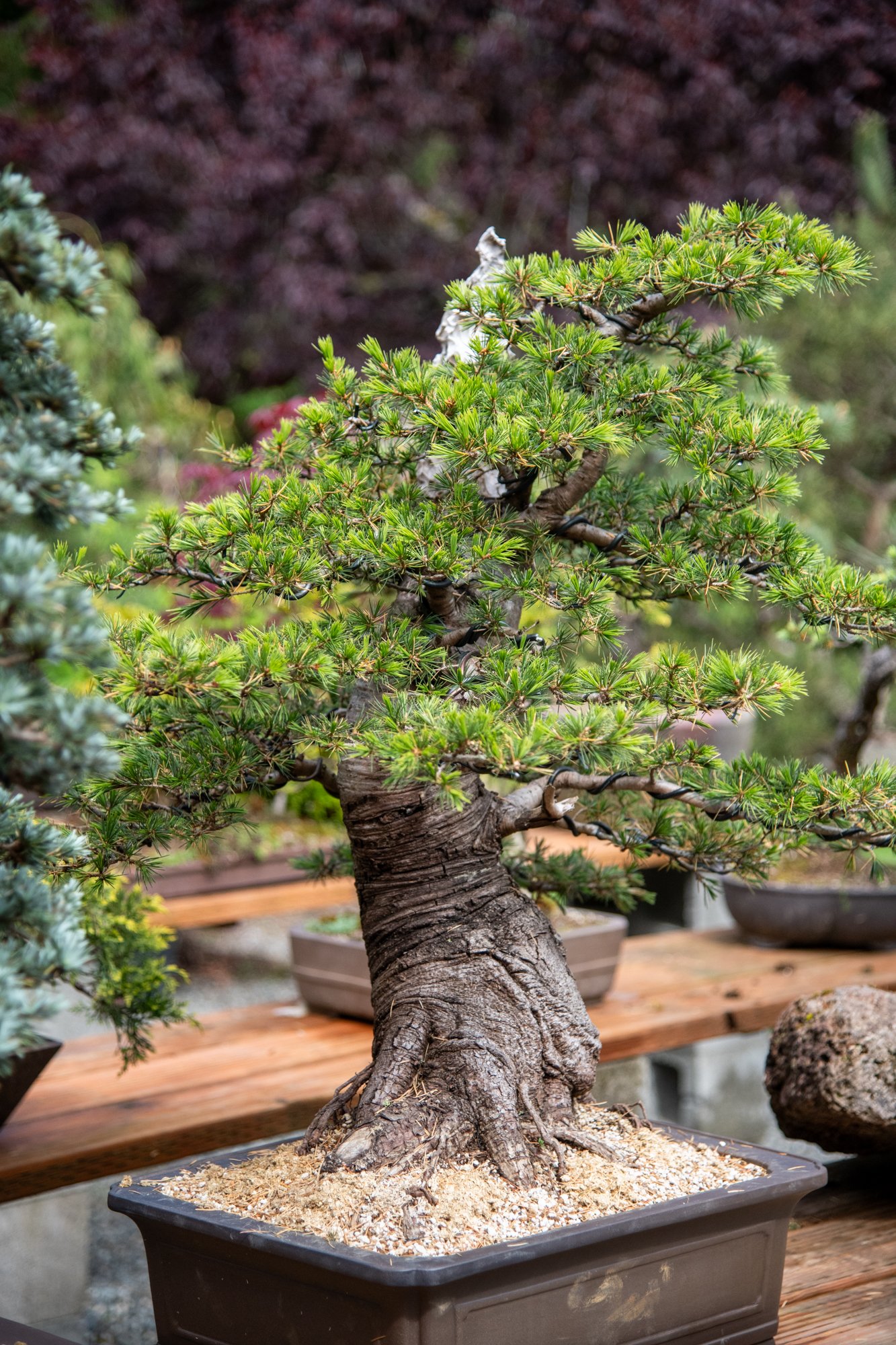 bonsai-008.jpg