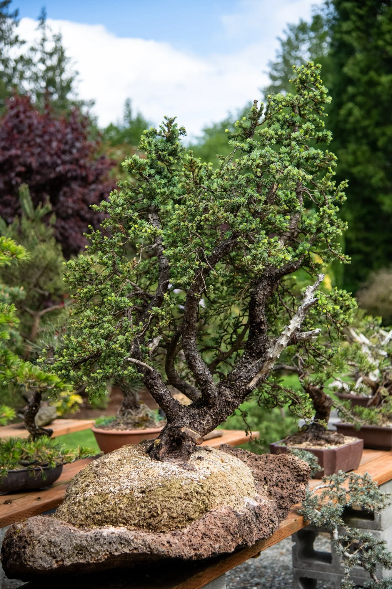 bonsai-009.jpg