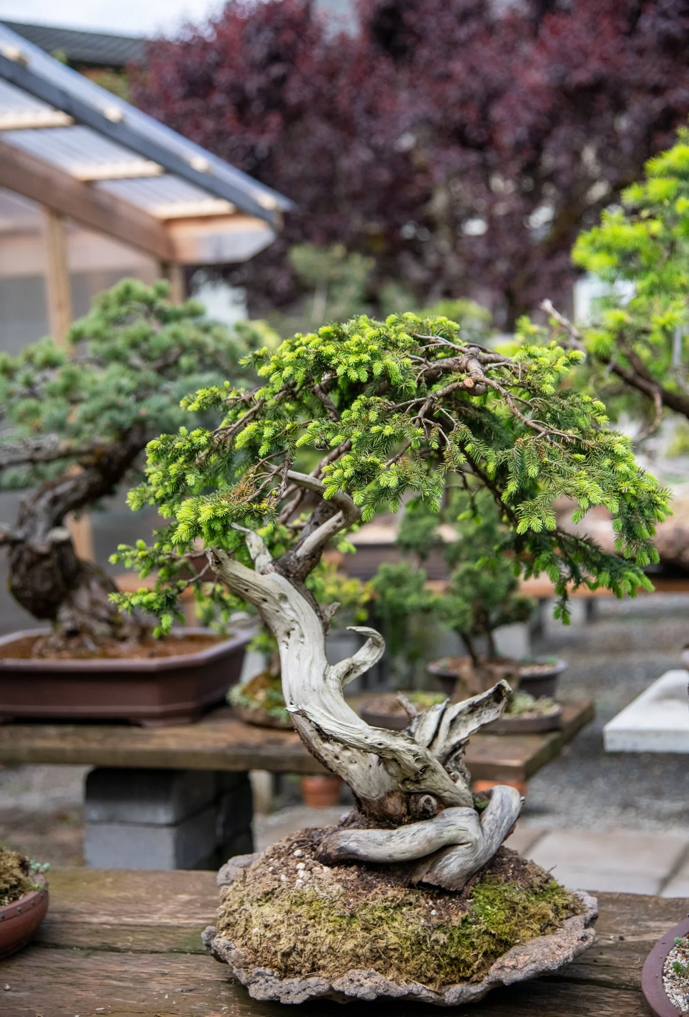 bonsai-012.jpg