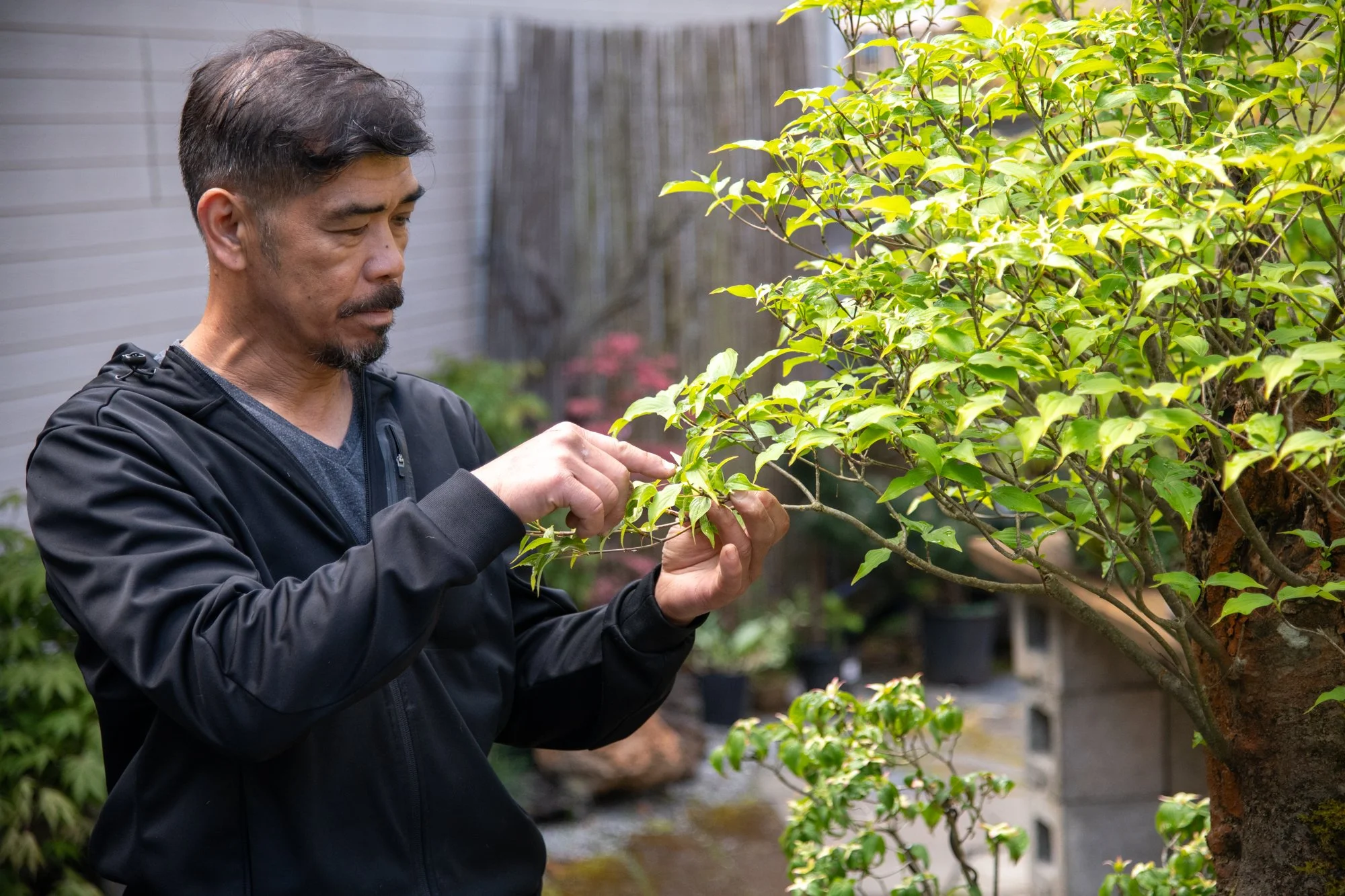 bonsai-018.jpg