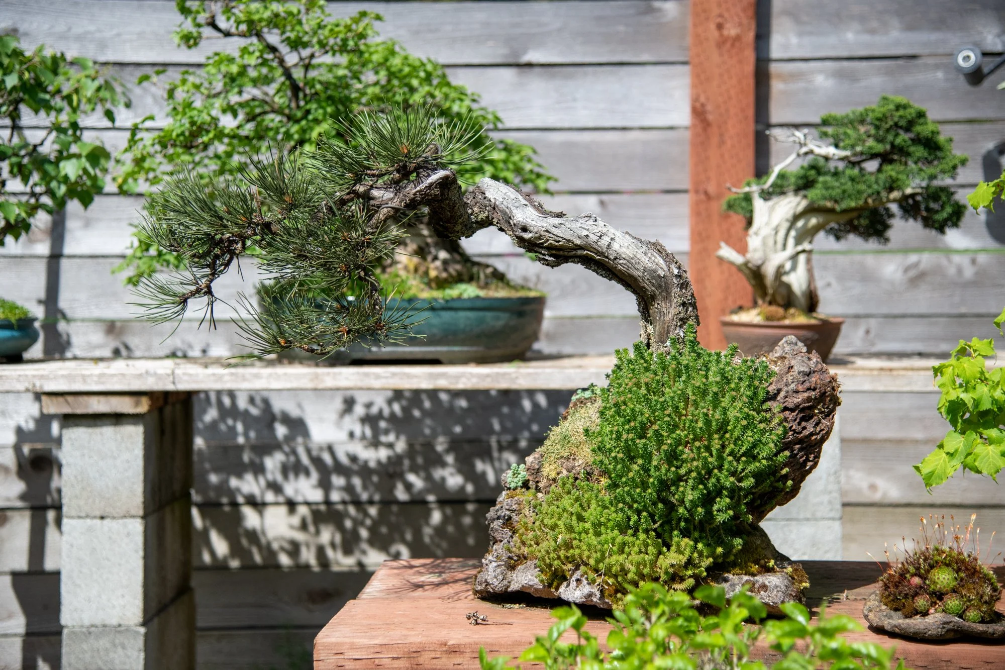 bonsai-026.jpg