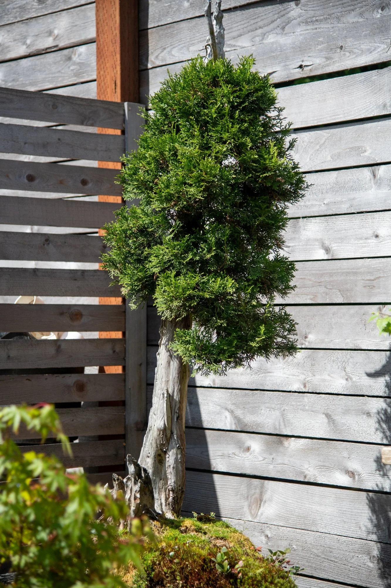 bonsai-027.jpg