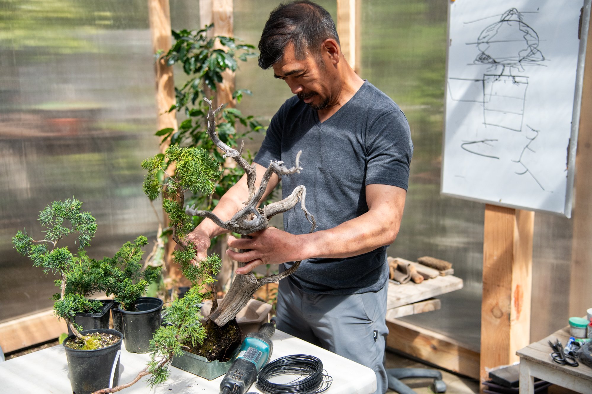 bonsai-036.jpg