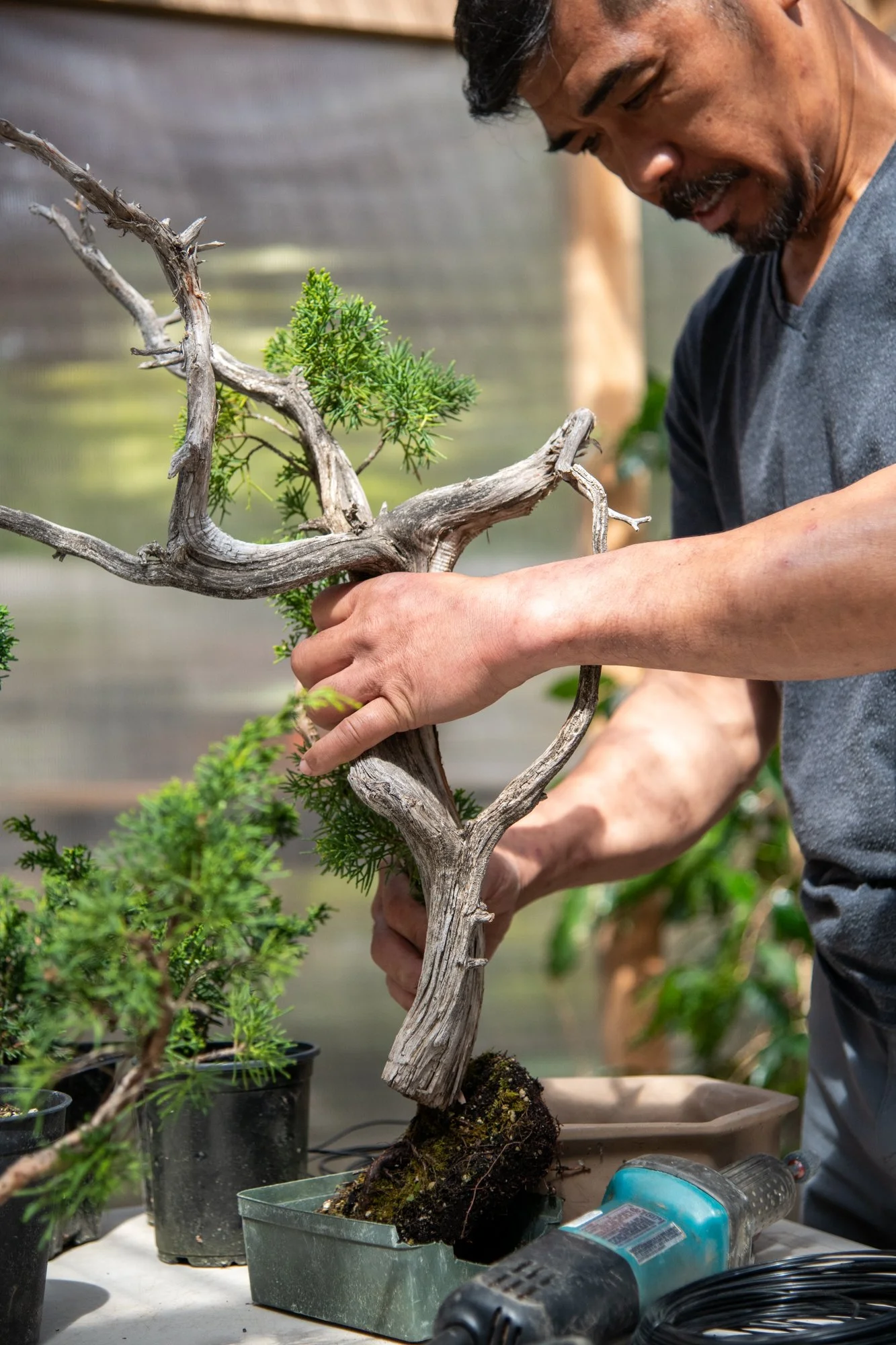 bonsai-037.jpg