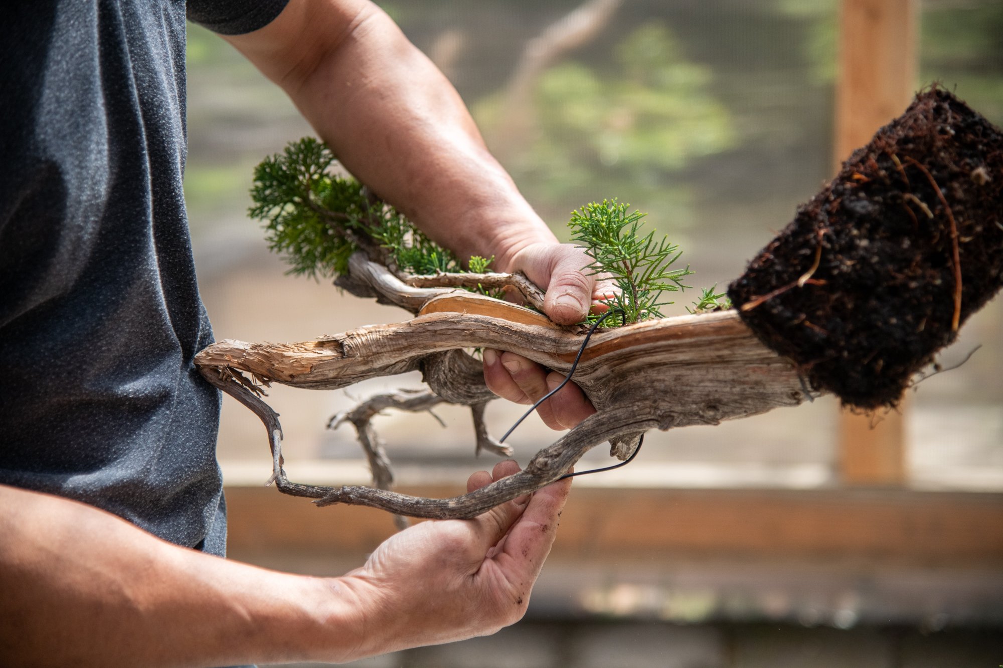 bonsai-045.jpg