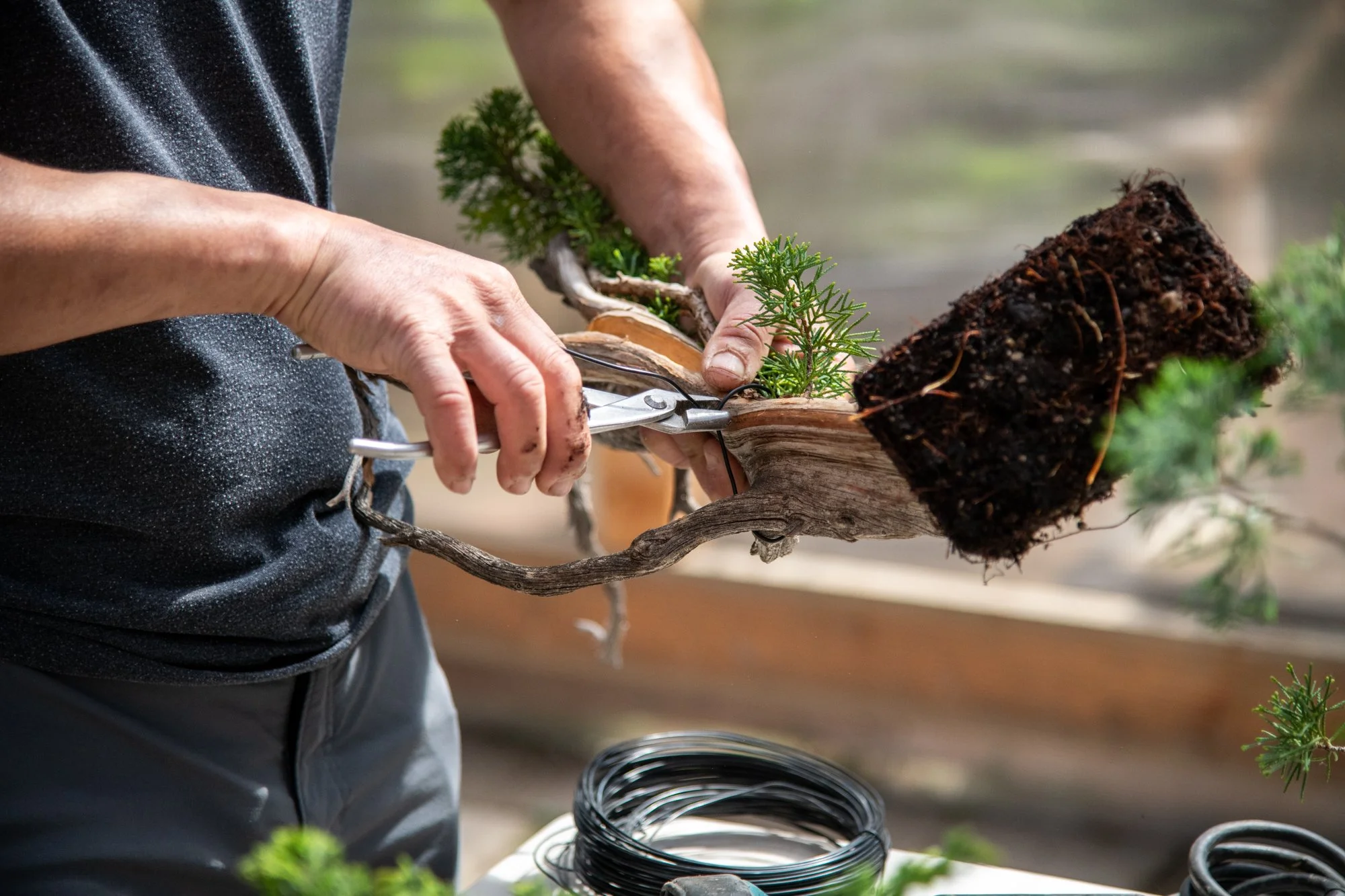 bonsai-046.jpg
