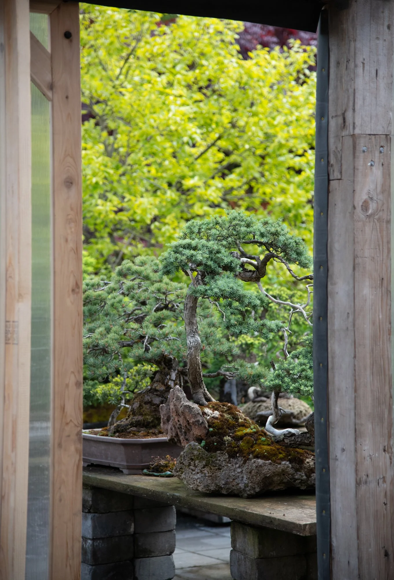 bonsai-055.jpg
