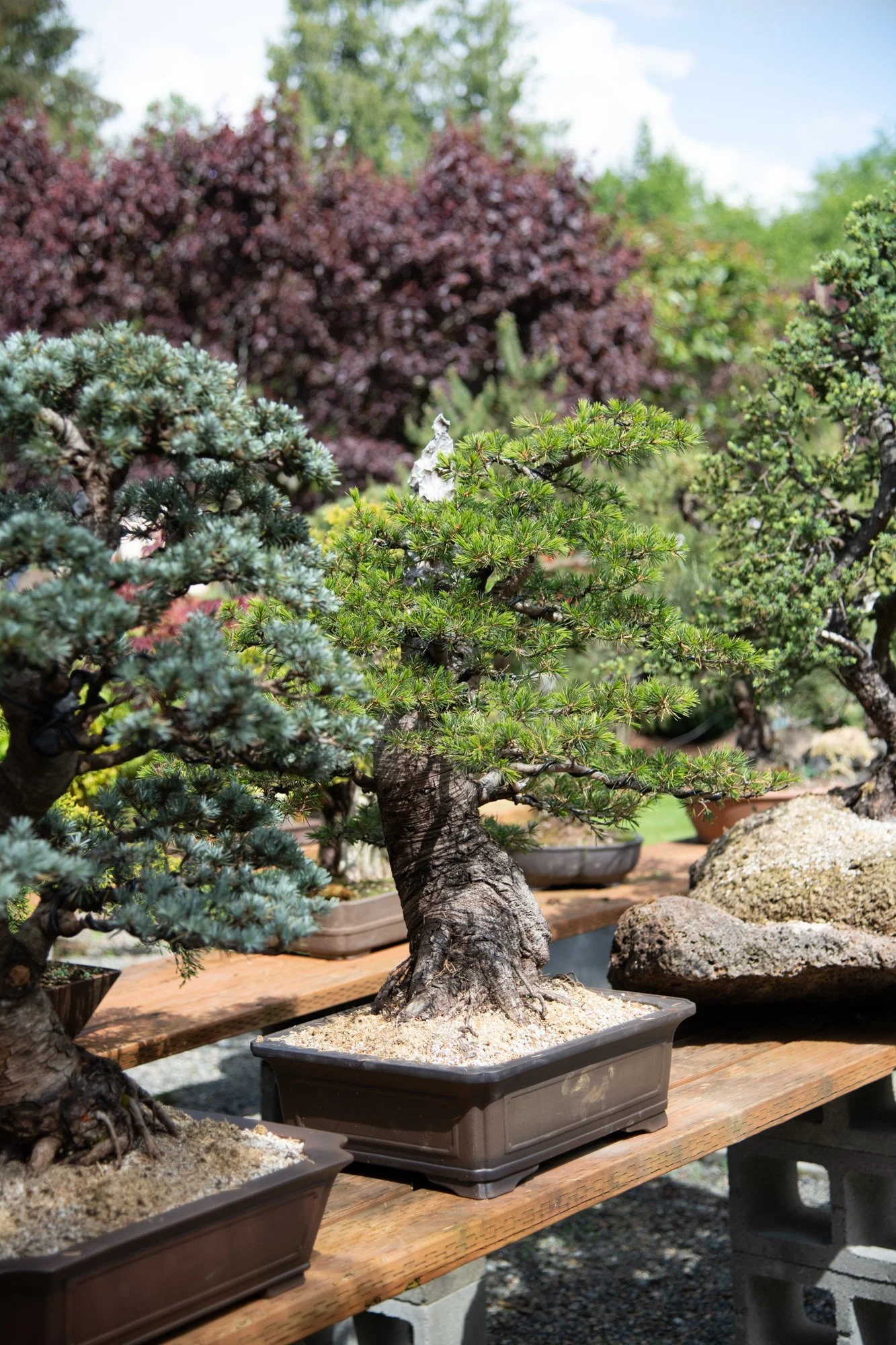 bonsai-056.jpg