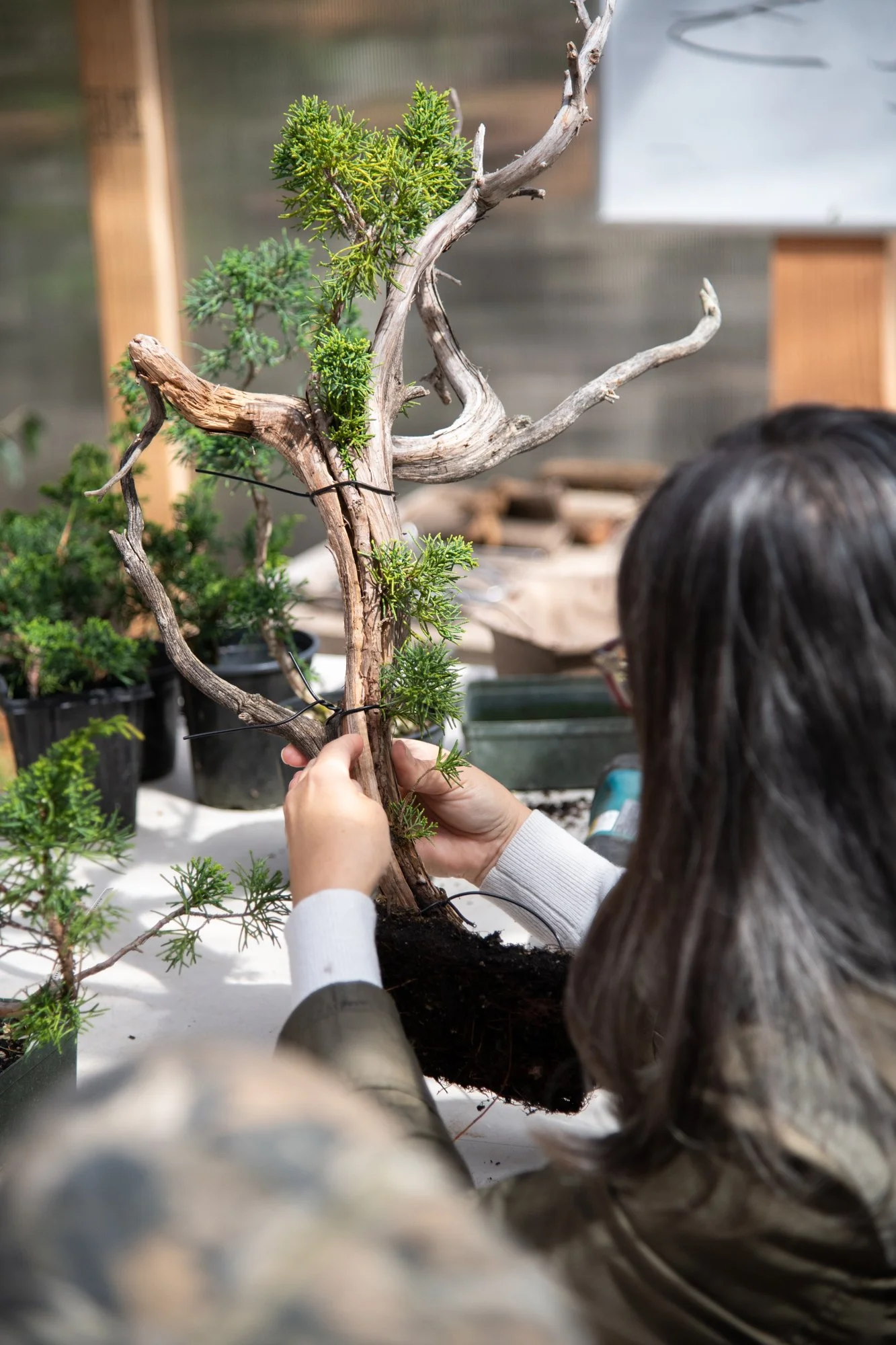 bonsai-059.jpg