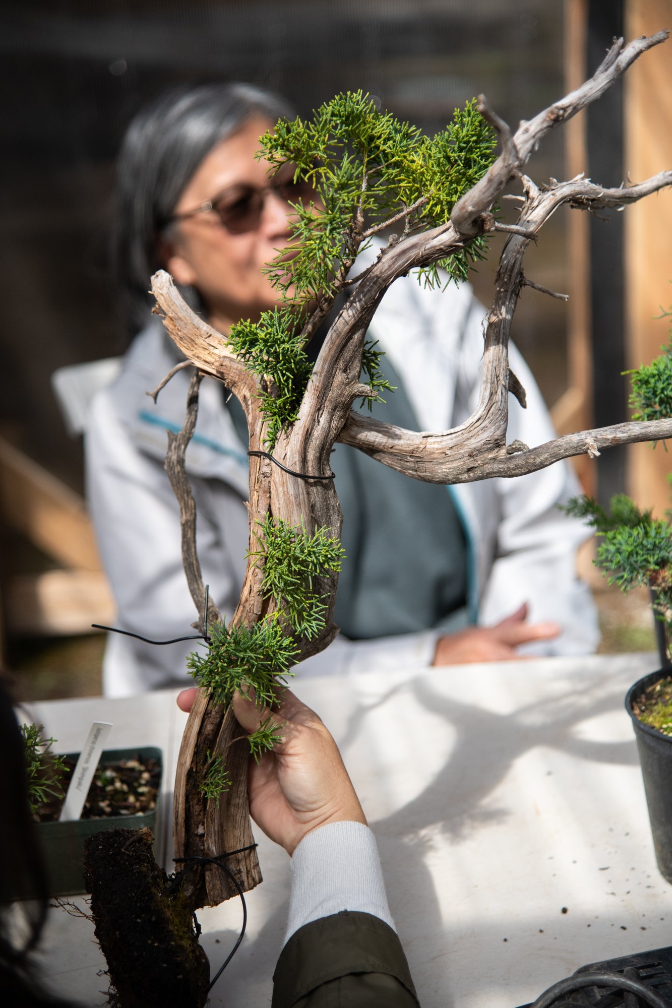bonsai-061.jpg