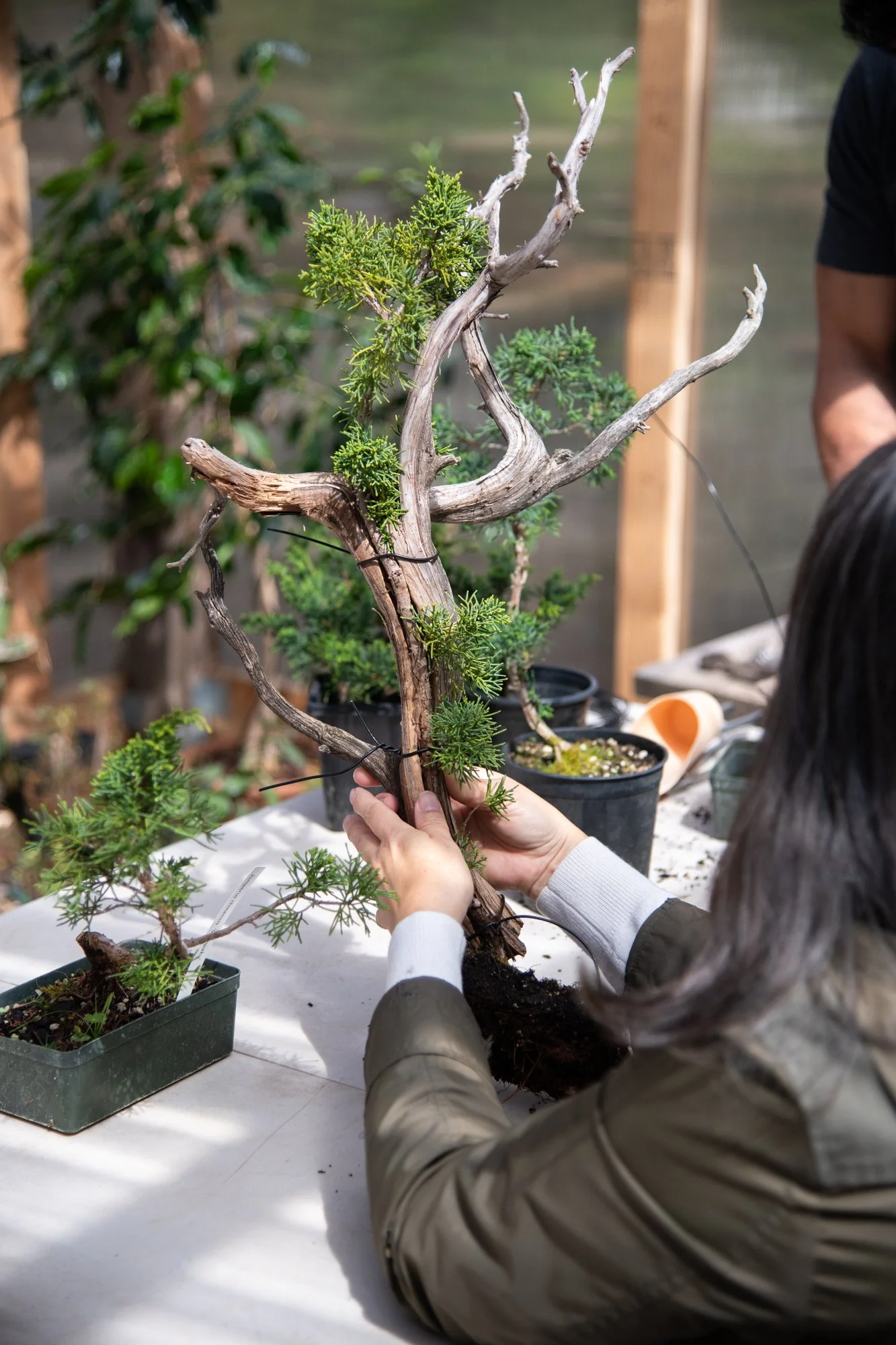 bonsai-062.jpg