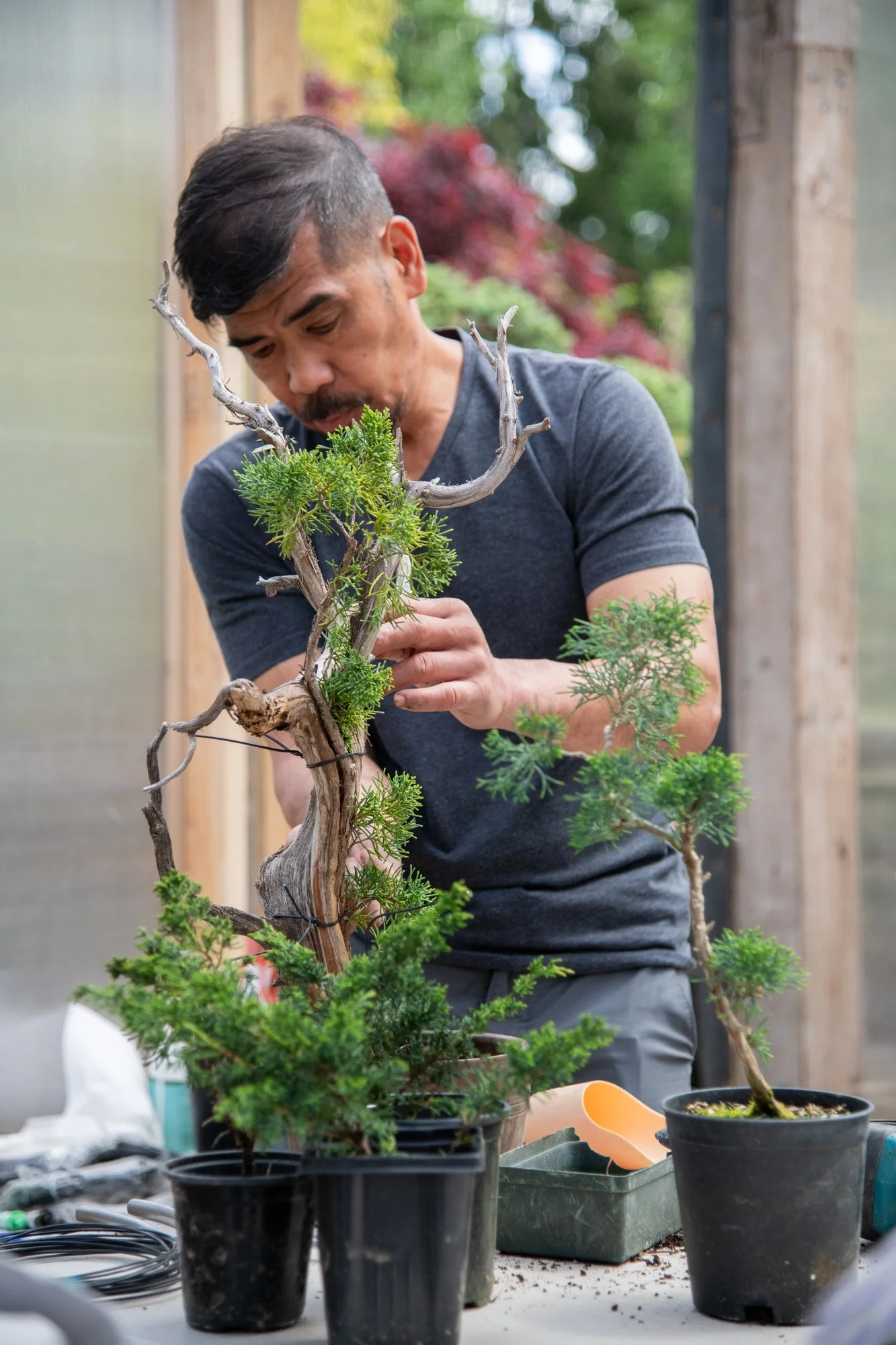 bonsai-068.jpg