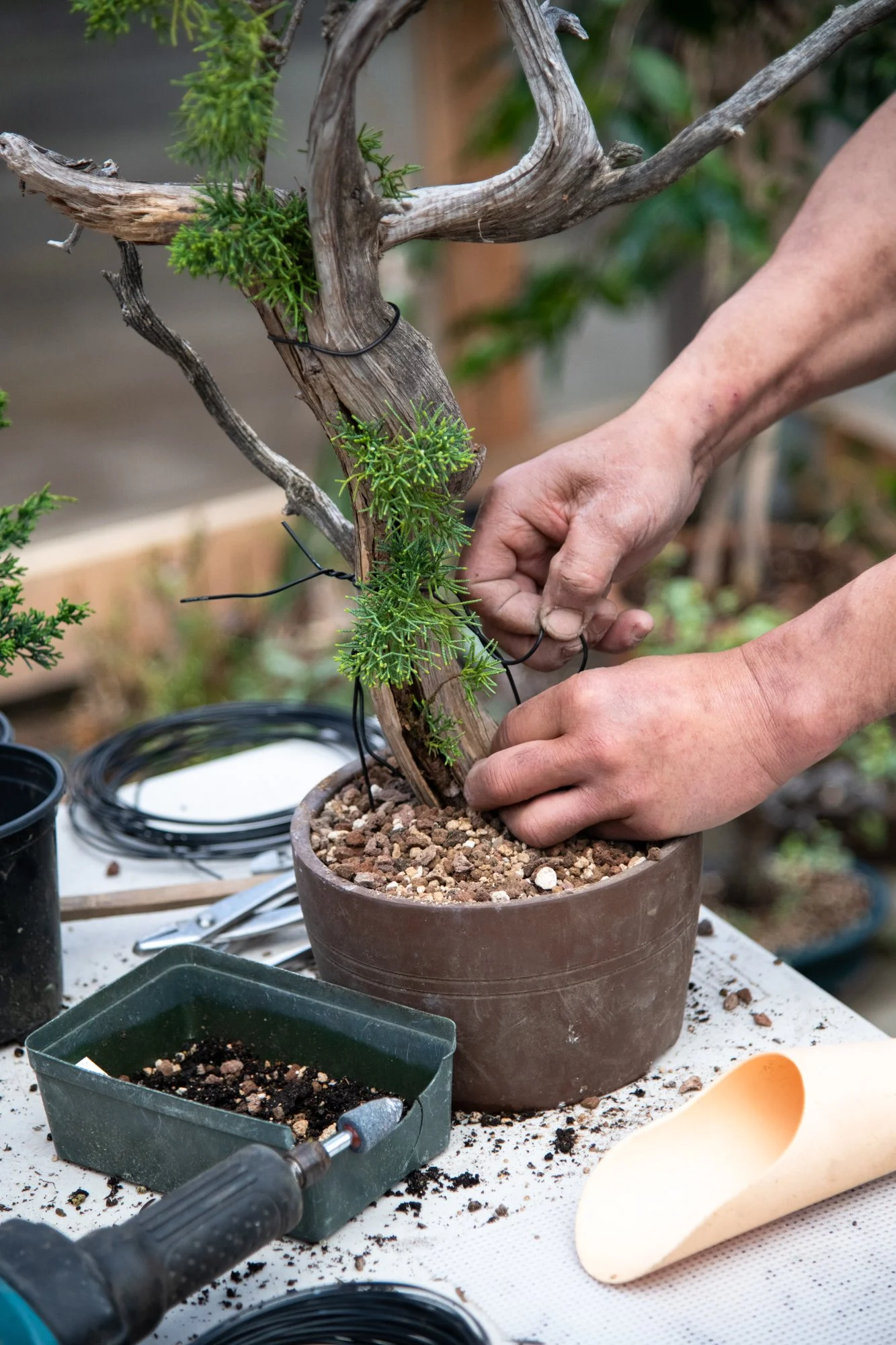 bonsai-076.jpg