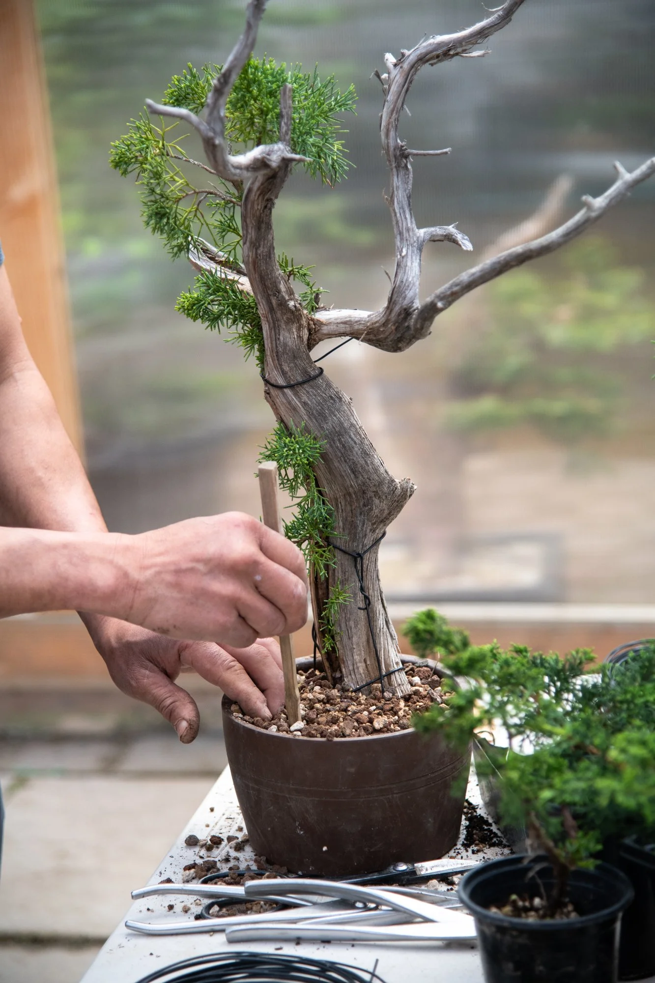 bonsai-078.jpg