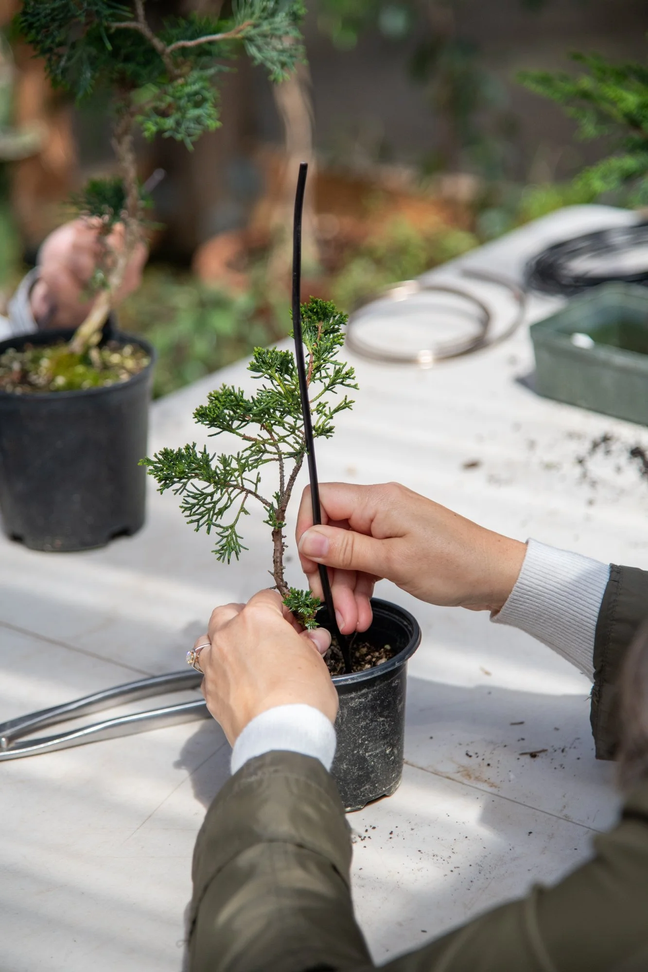 bonsai-098.jpg