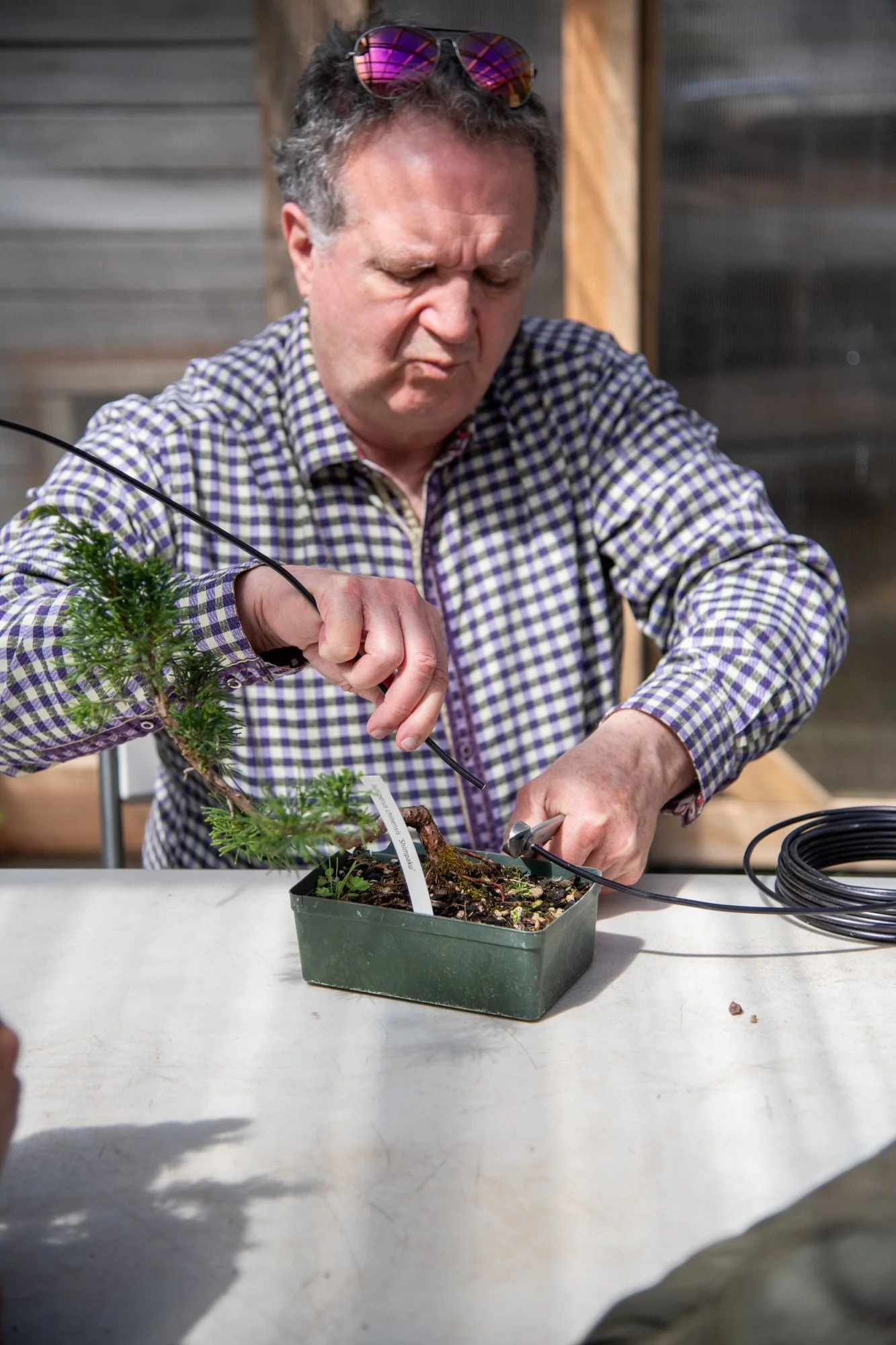 bonsai-099.jpg
