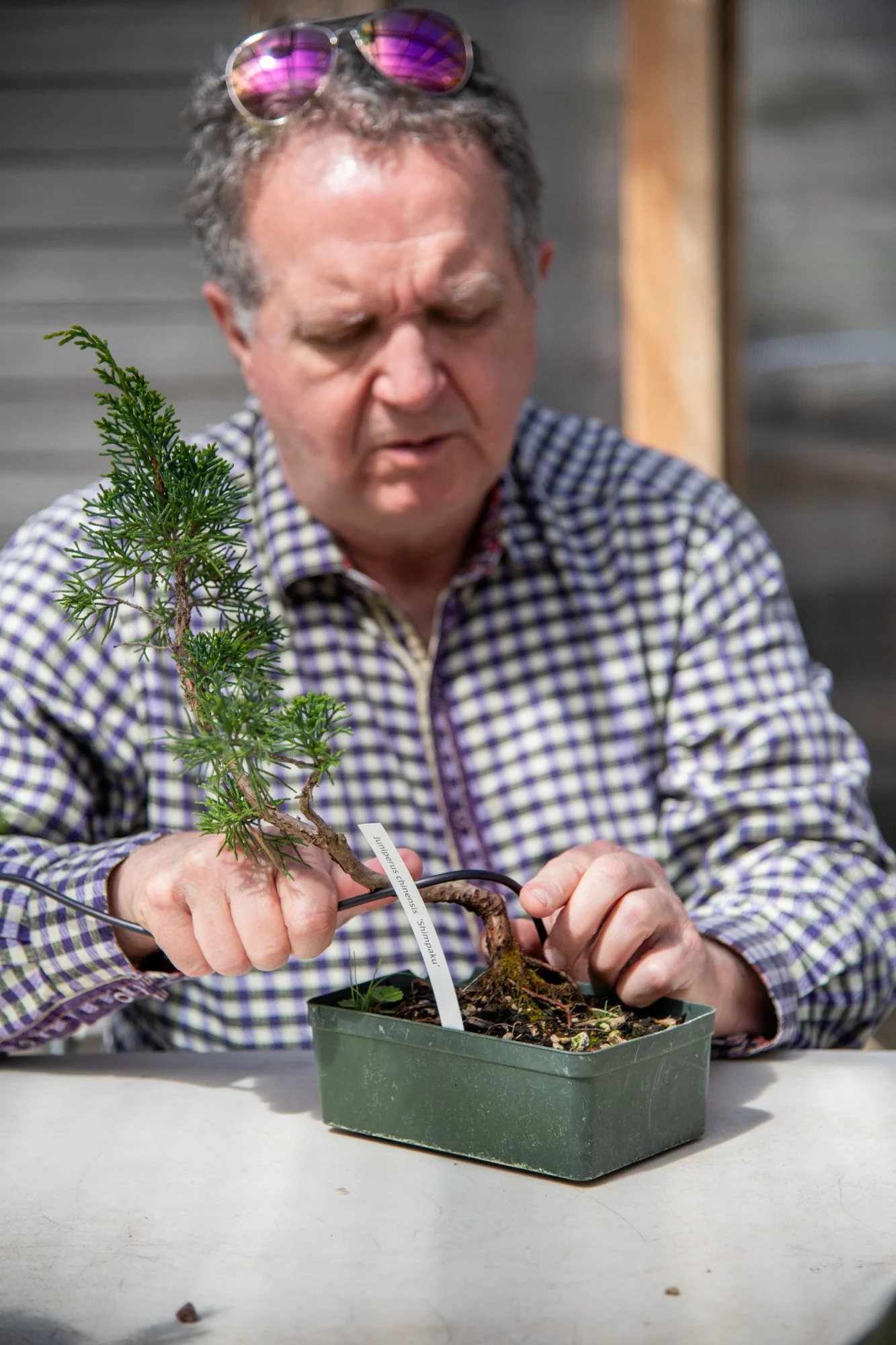 bonsai-100.jpg