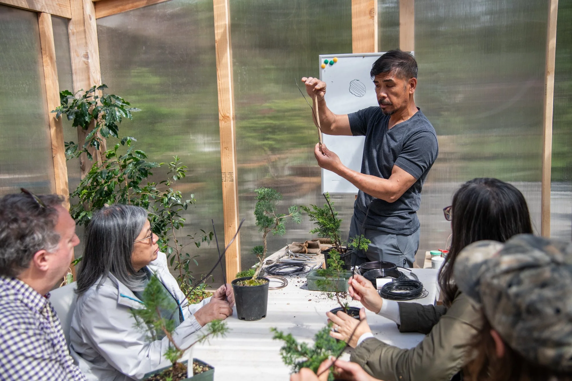 bonsai-101.jpg