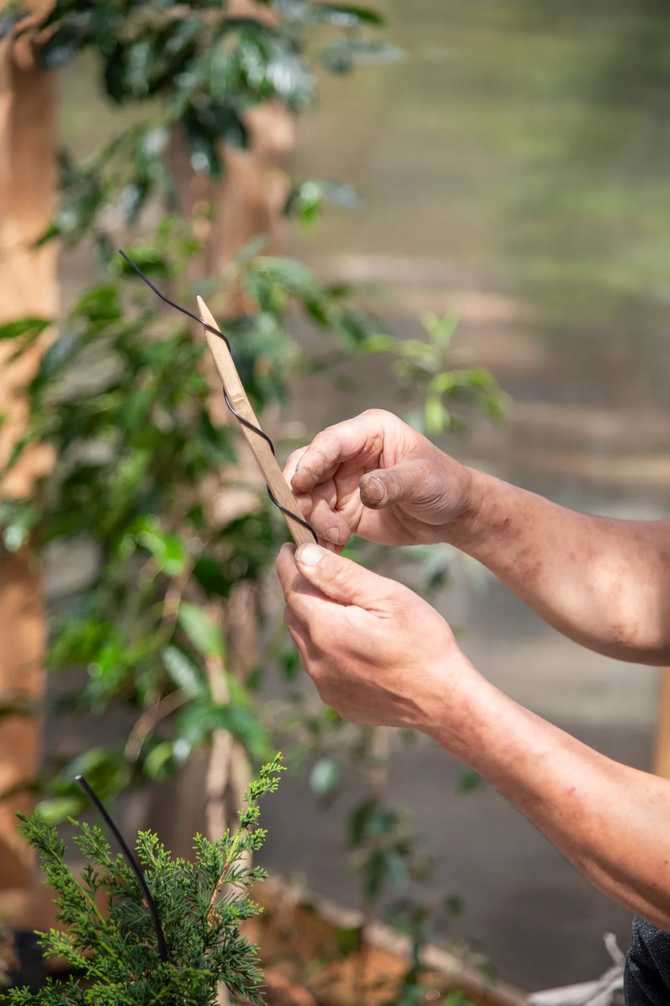bonsai-102.jpg