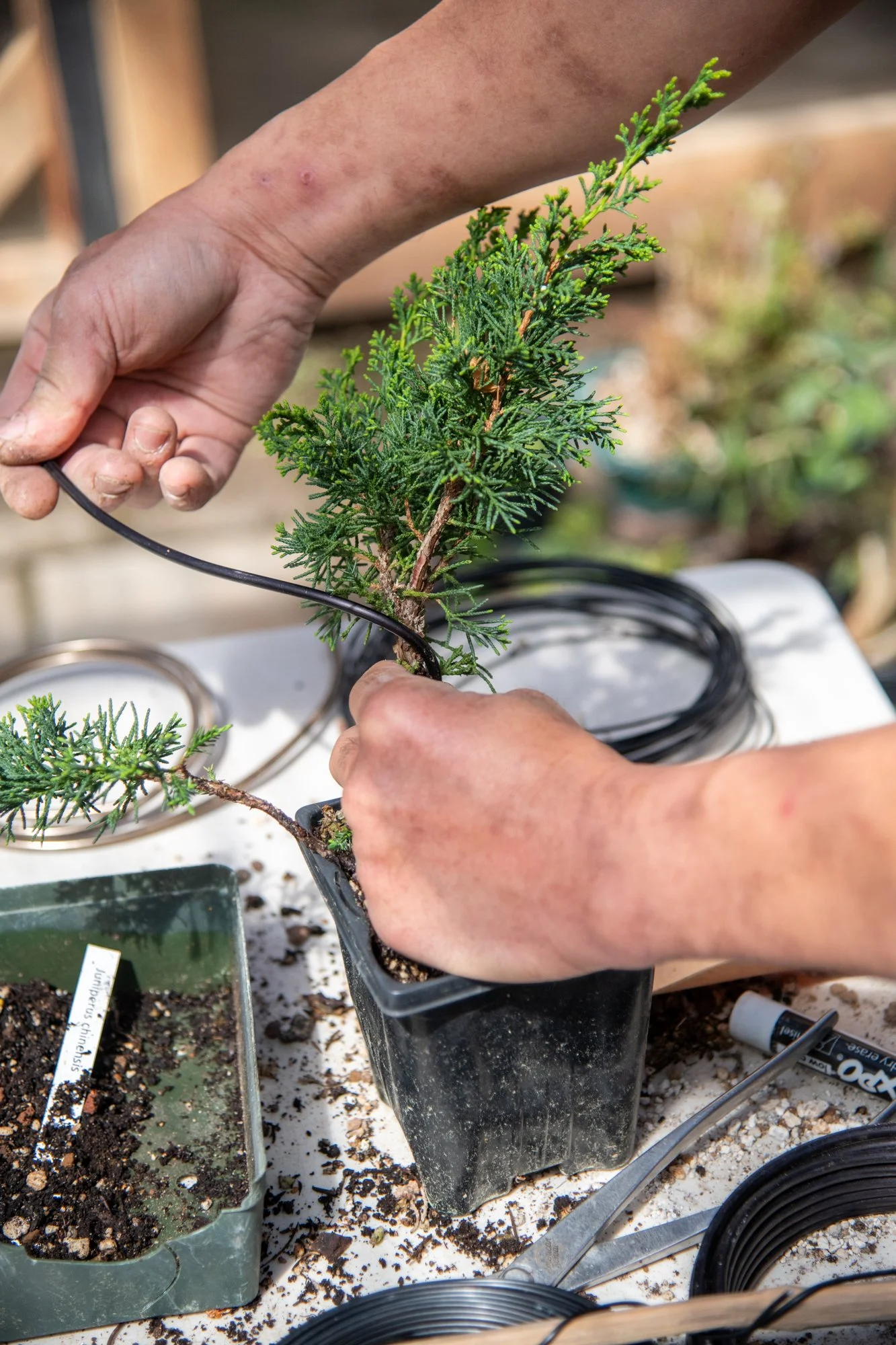 bonsai-103.jpg