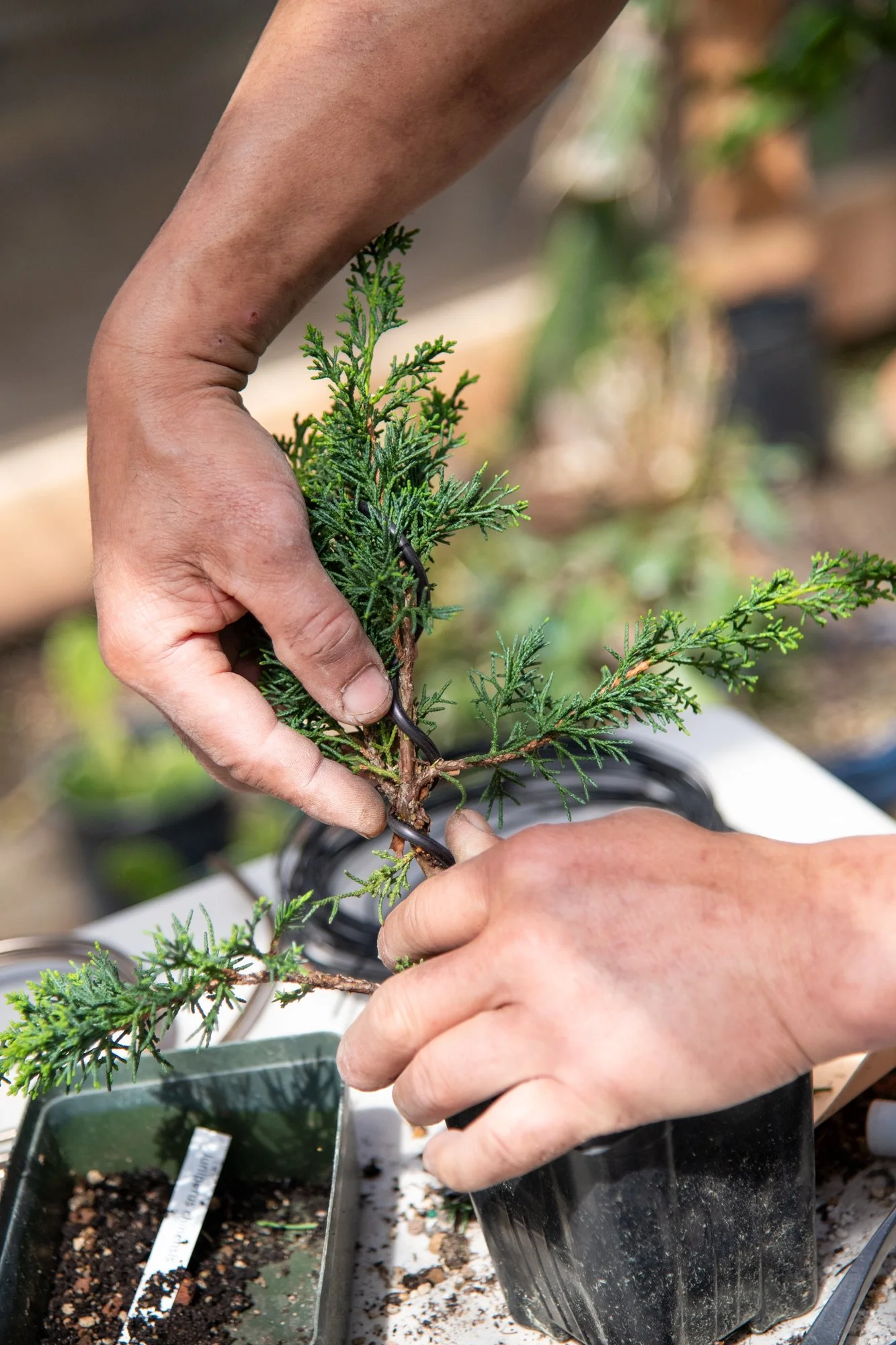 bonsai-113.jpg