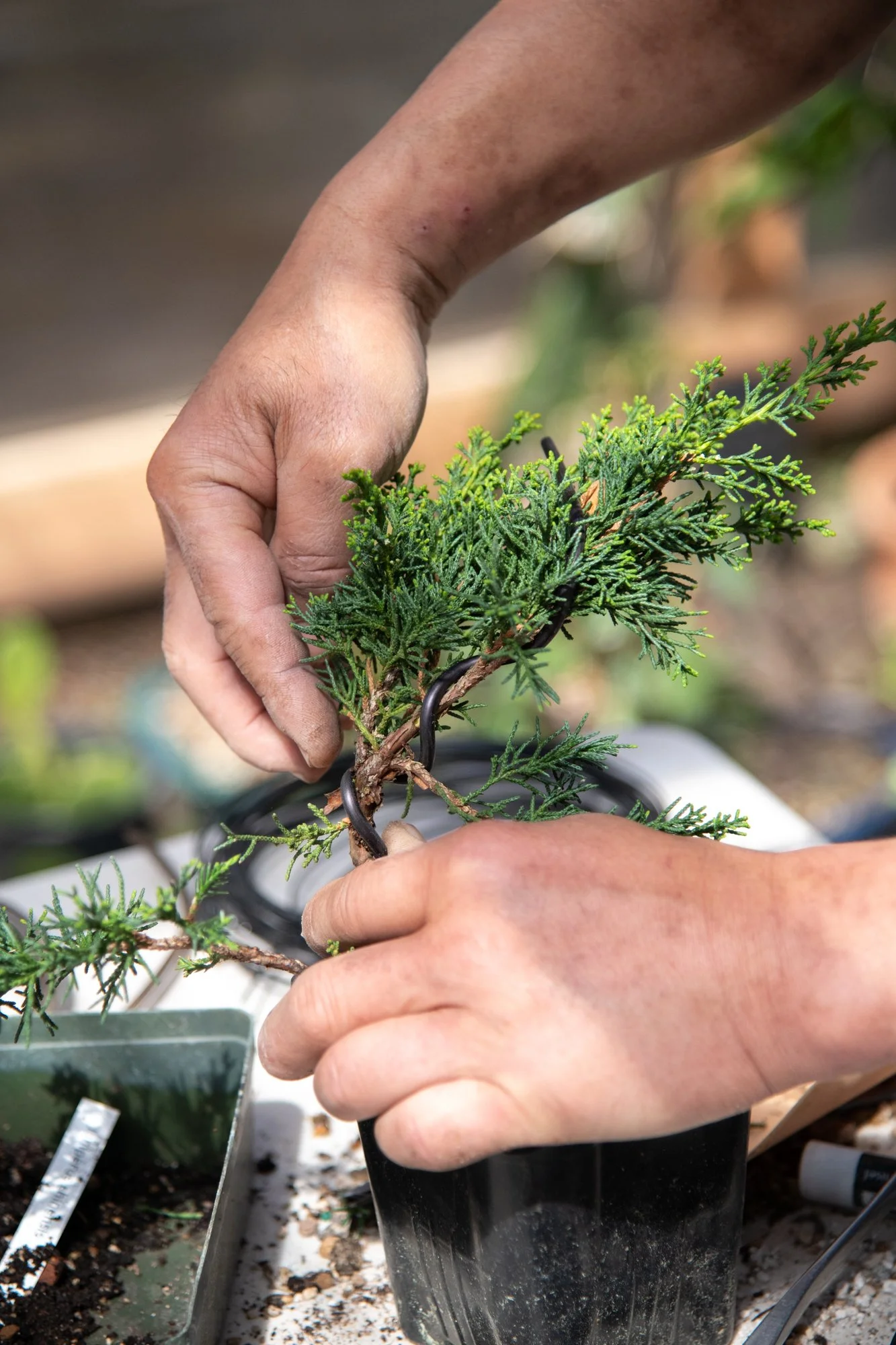 bonsai-114.jpg