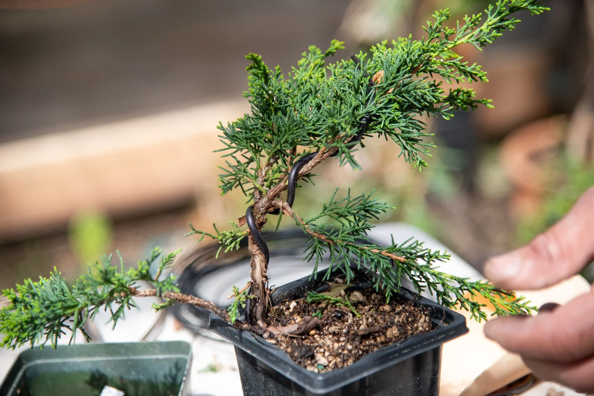 bonsai-115.jpg