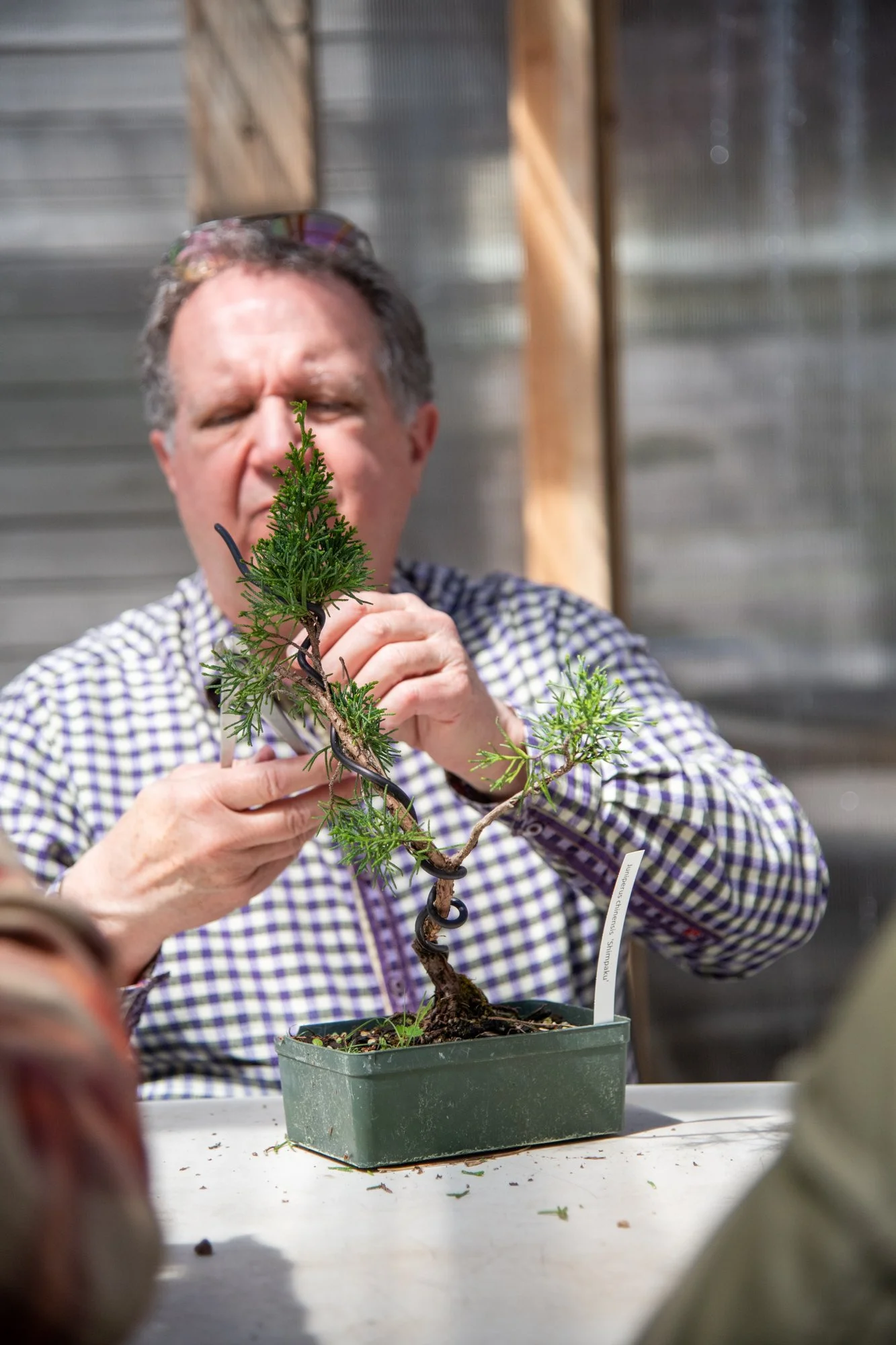 bonsai-118.jpg