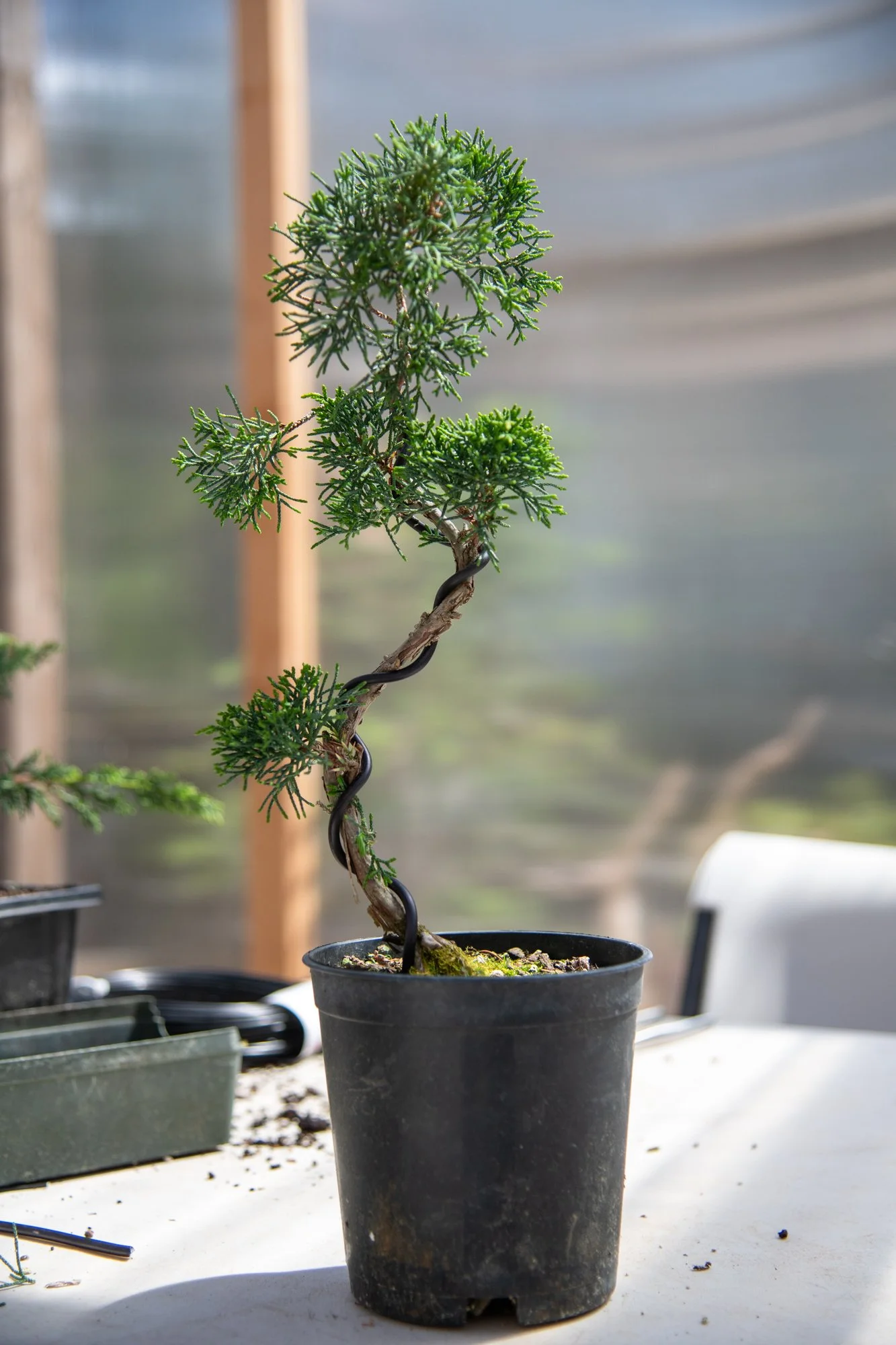 bonsai-119.jpg