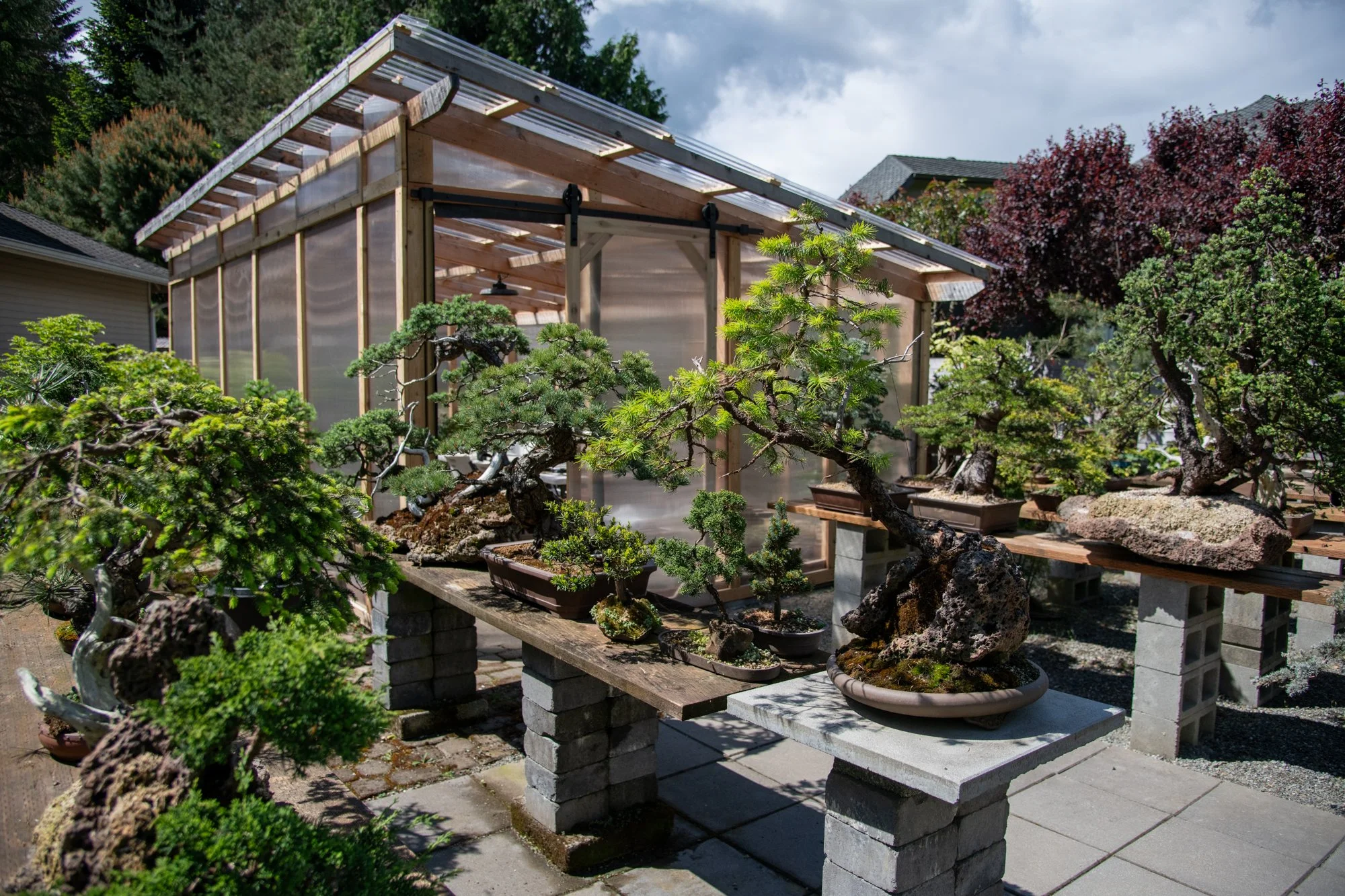 bonsai-120.jpg