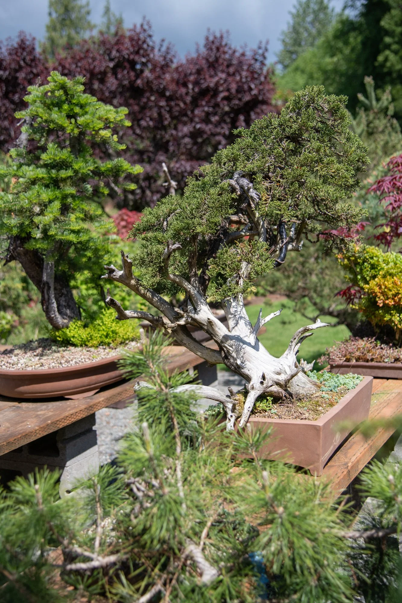 bonsai-121.jpg