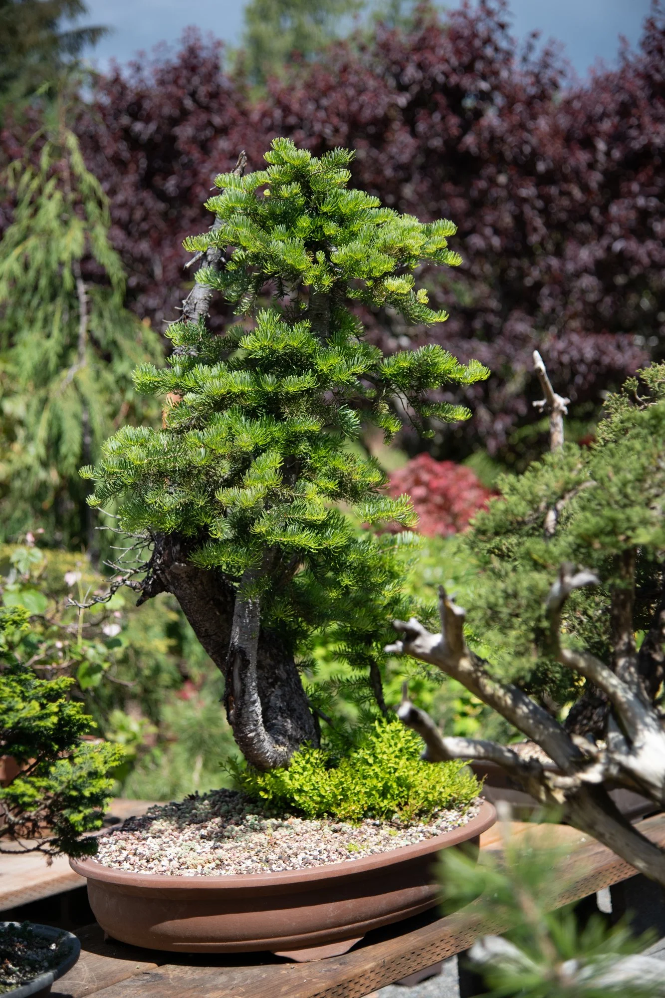 bonsai-122.jpg