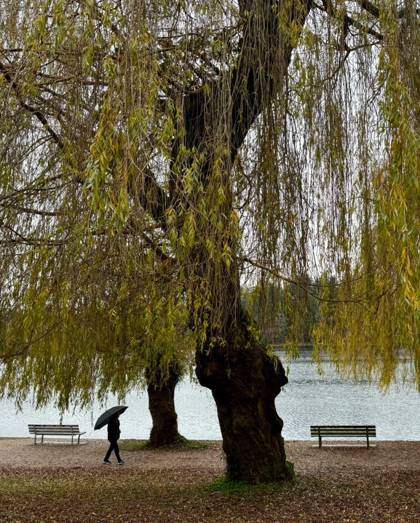Autumn in Stanley Park
.
.
.
#vancouver #canada #britishcolumbia #autumn #stanleypark #westendvancouver #travel #natgeoyourshotcanada