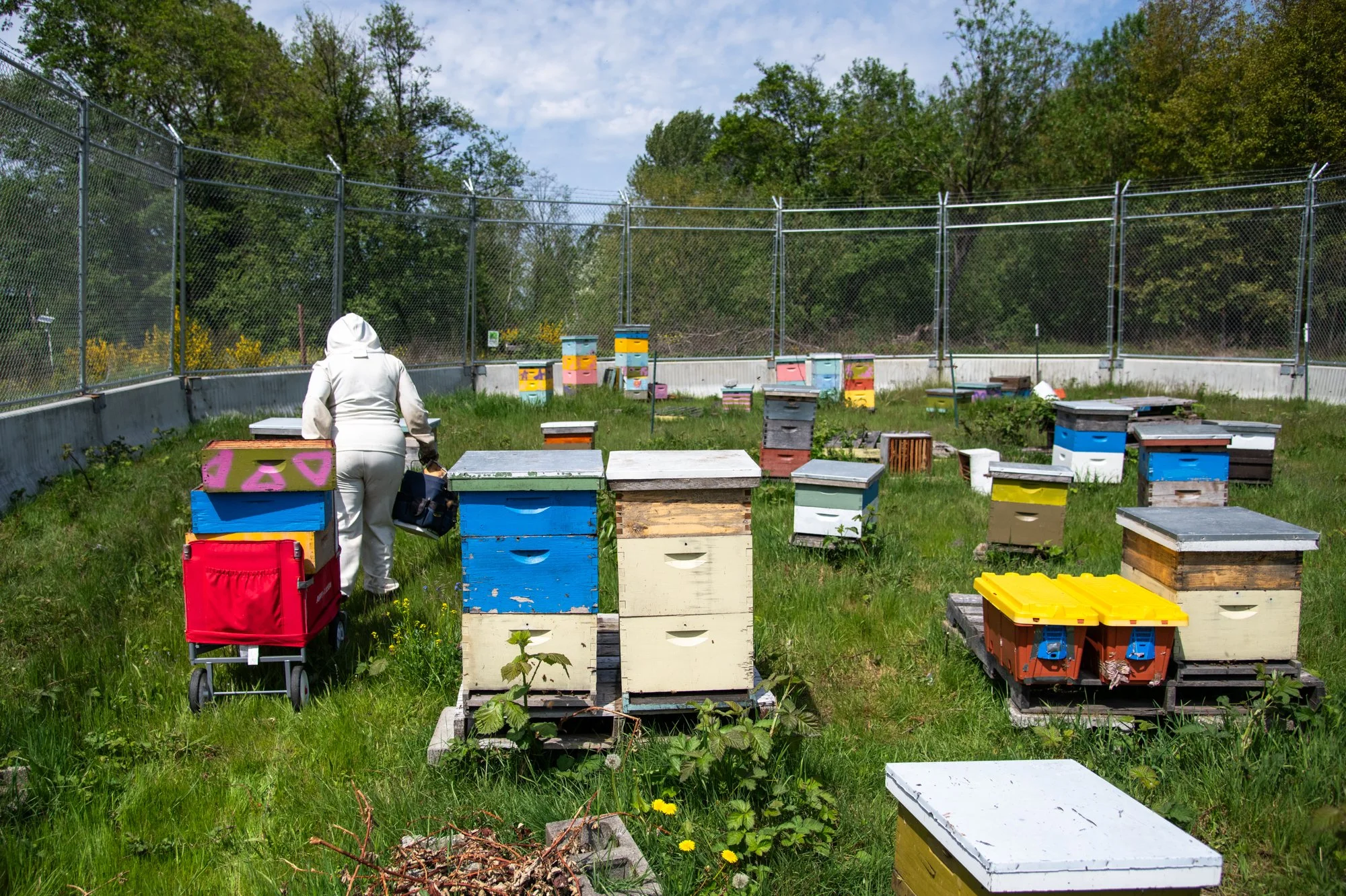 SEA-apiary-7.jpg