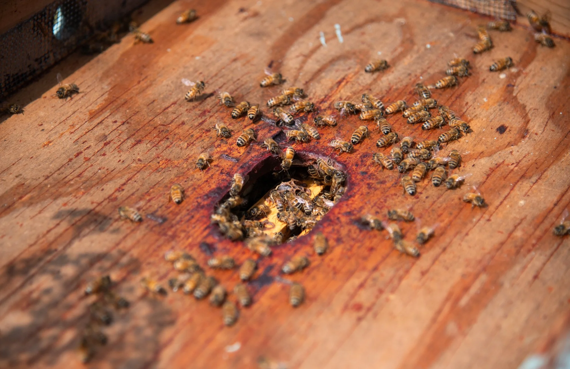 SEA-apiary-9.jpg