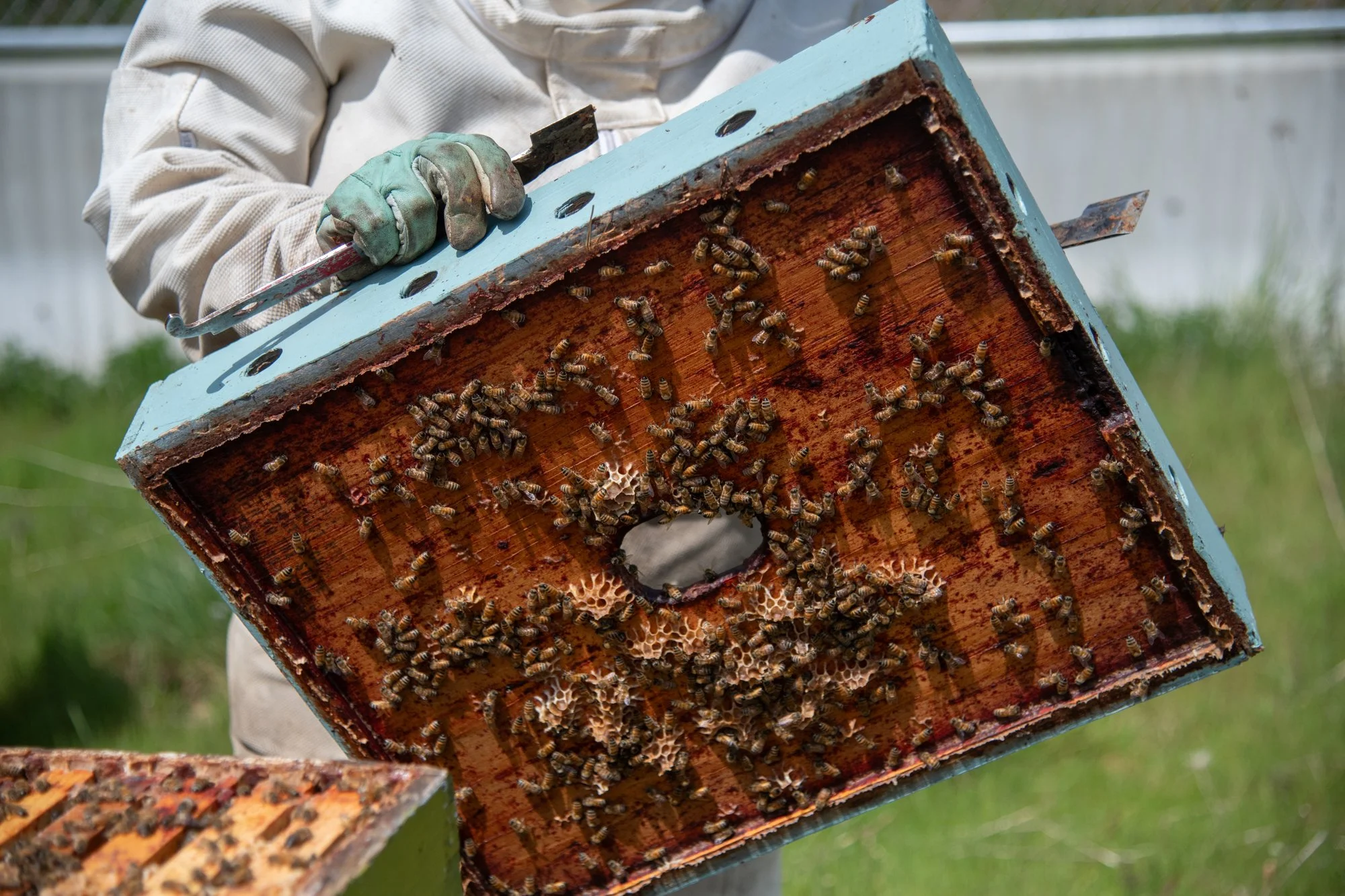 SEA-apiary-10.jpg