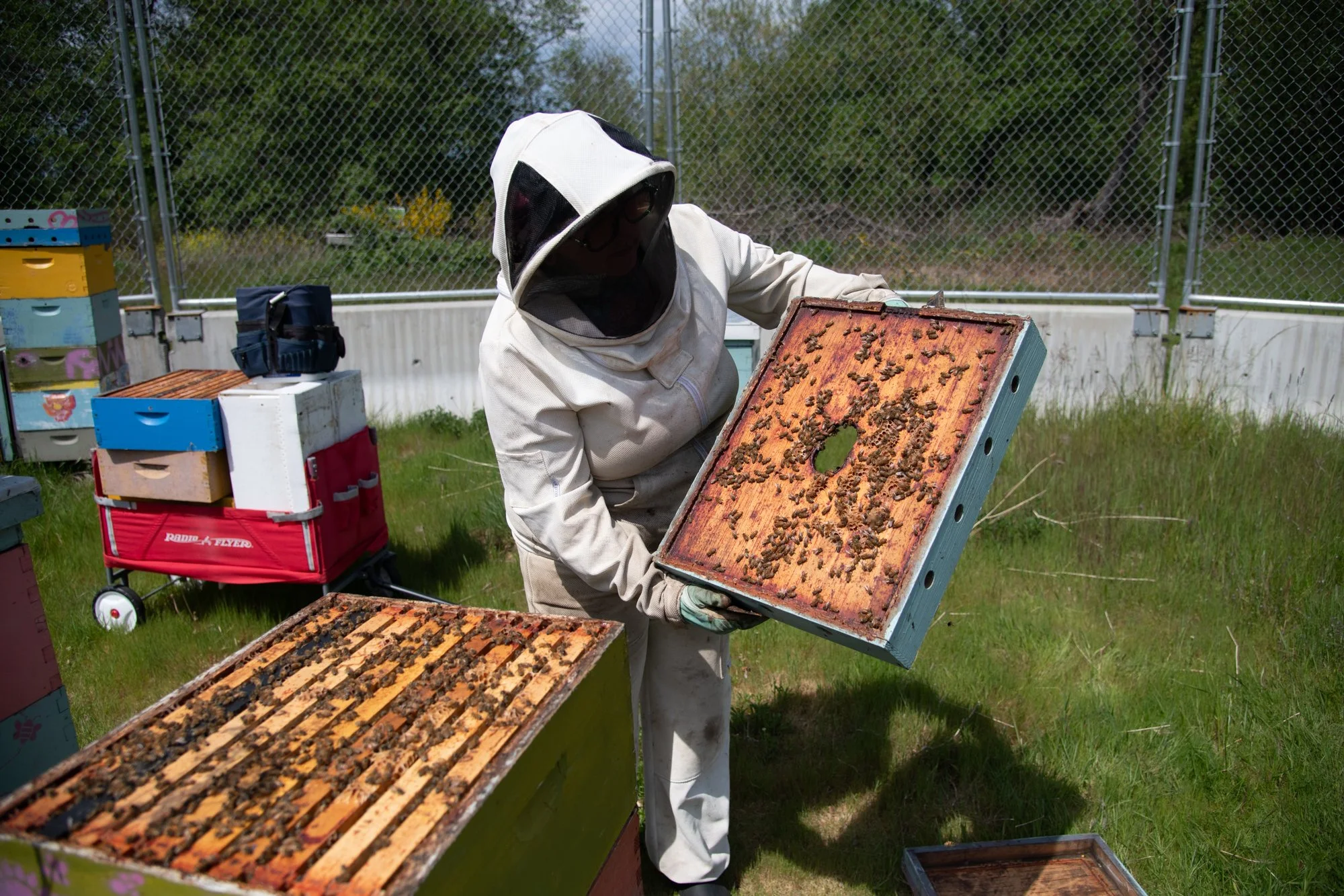 SEA-apiary-11.jpg