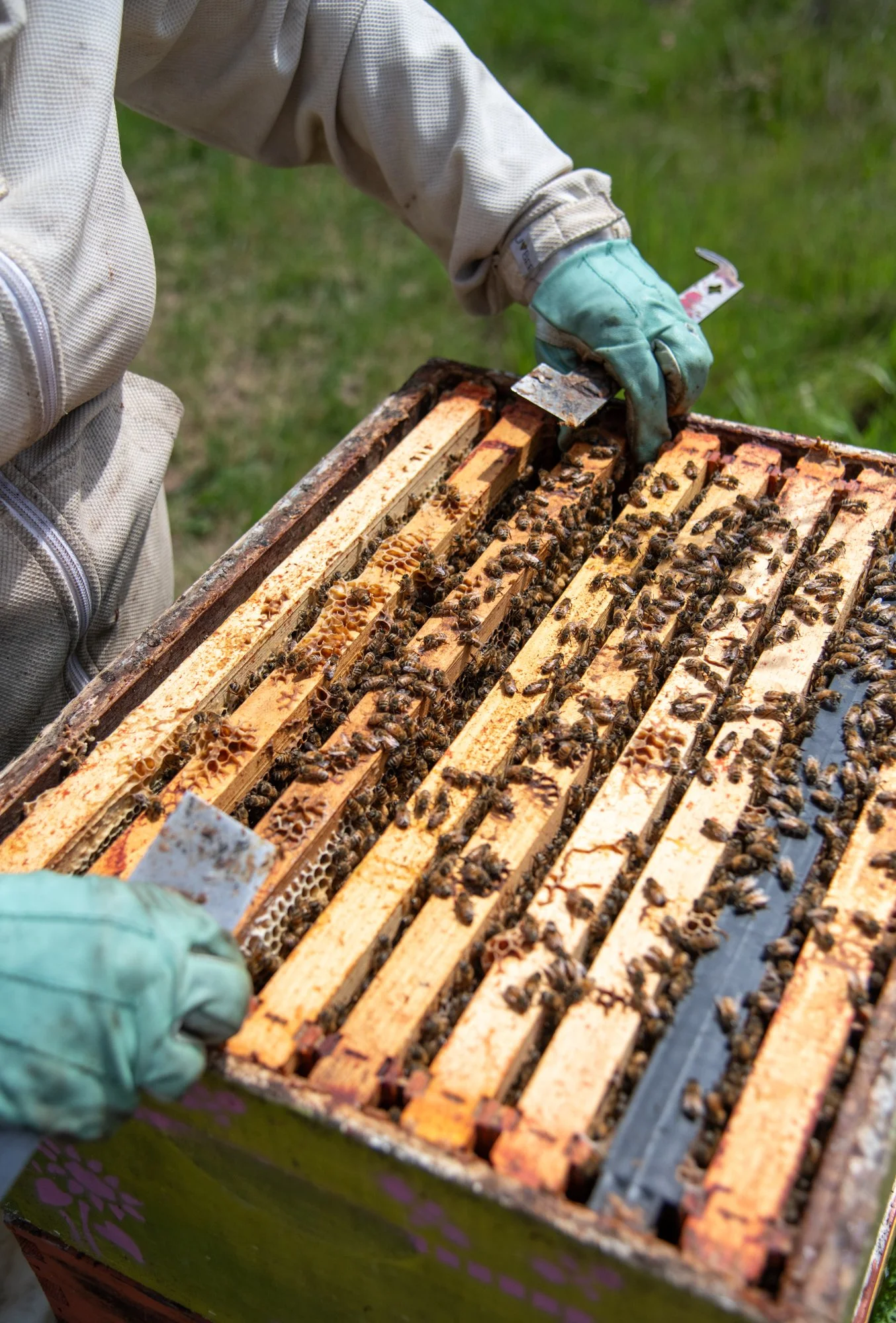 SEA-apiary-12.jpg