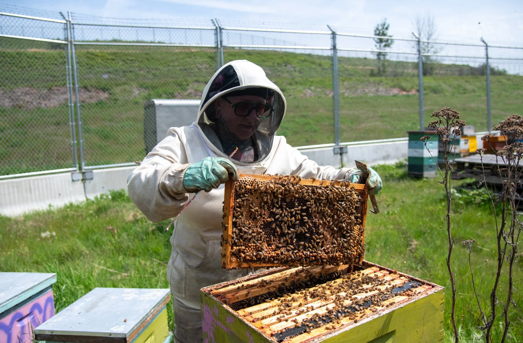SEA-apiary-13.jpg