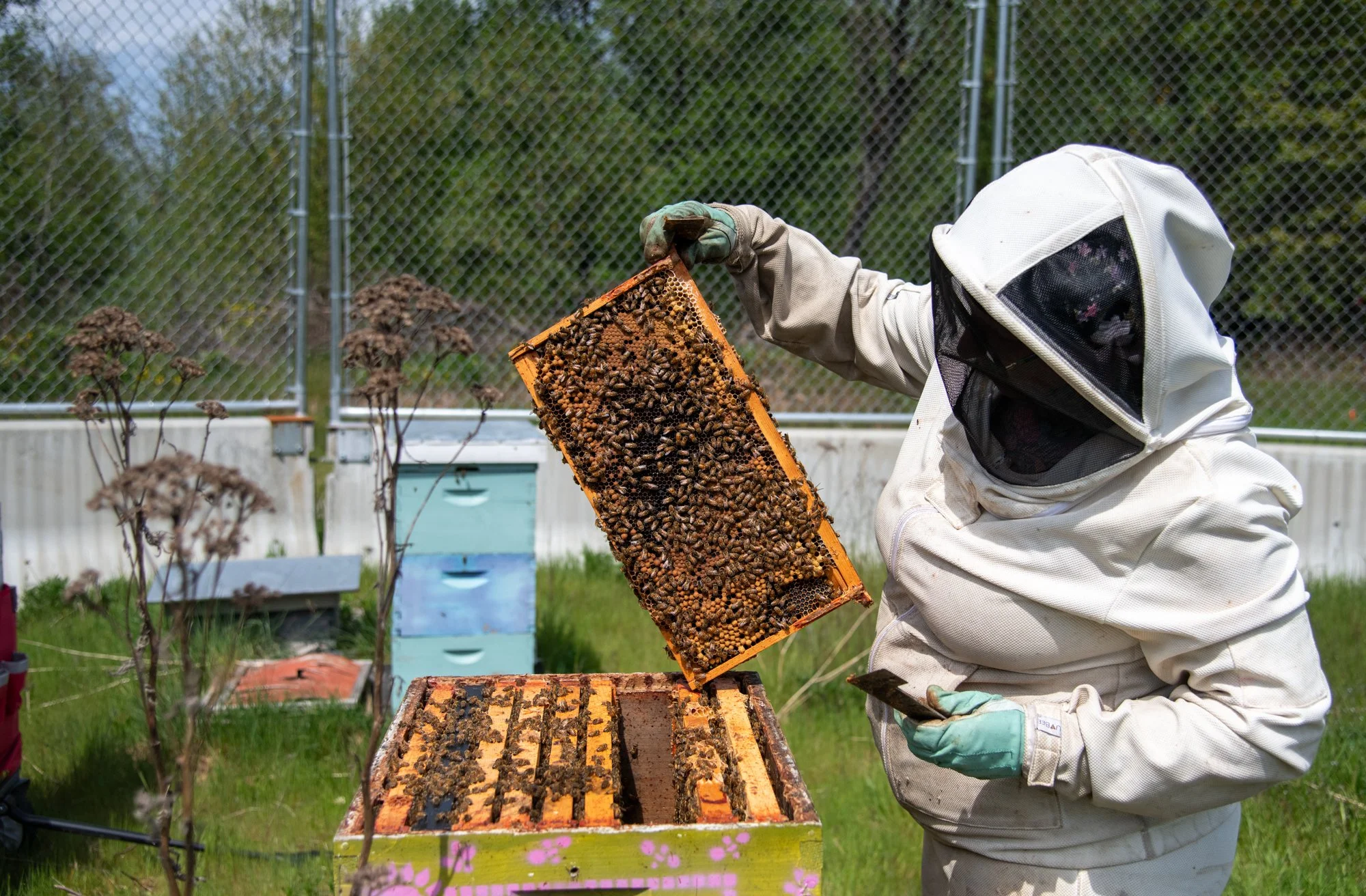 SEA-apiary-14.jpg