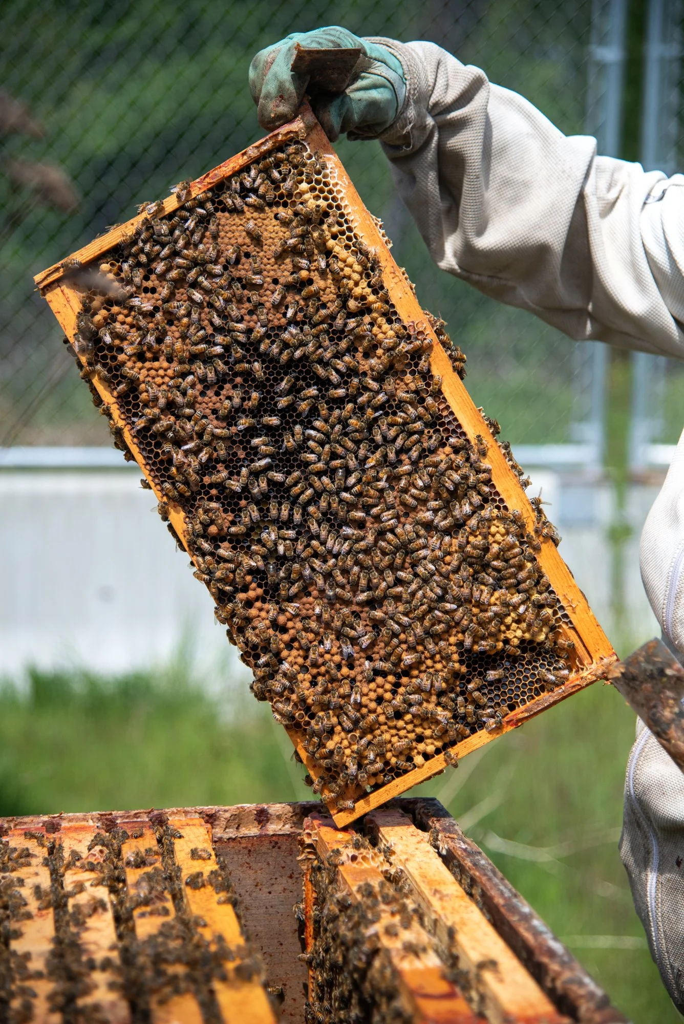 SEA-apiary-15.jpg