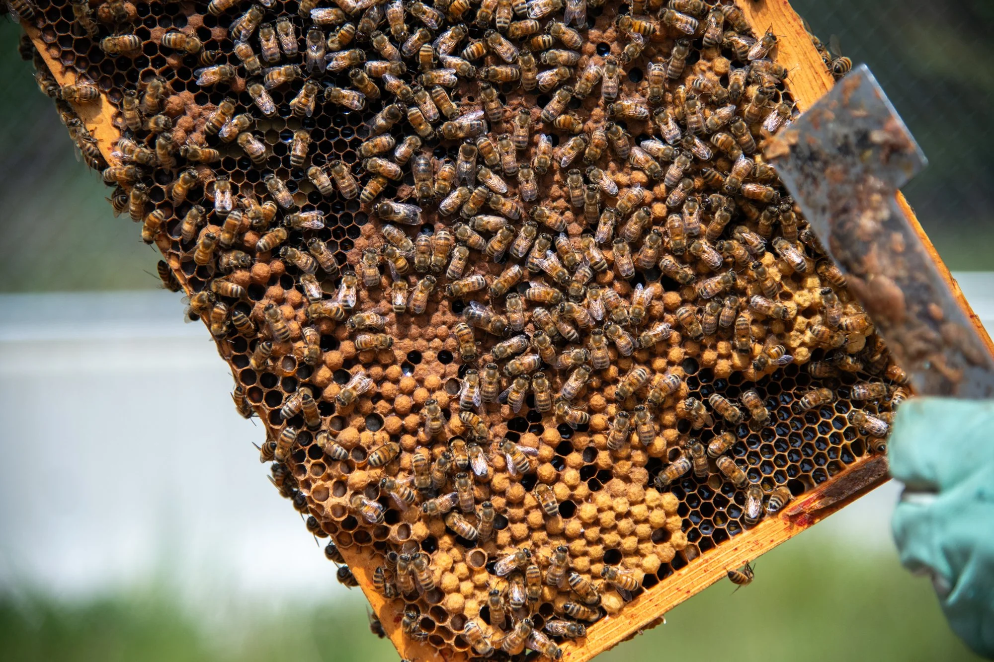 SEA-apiary-16.jpg