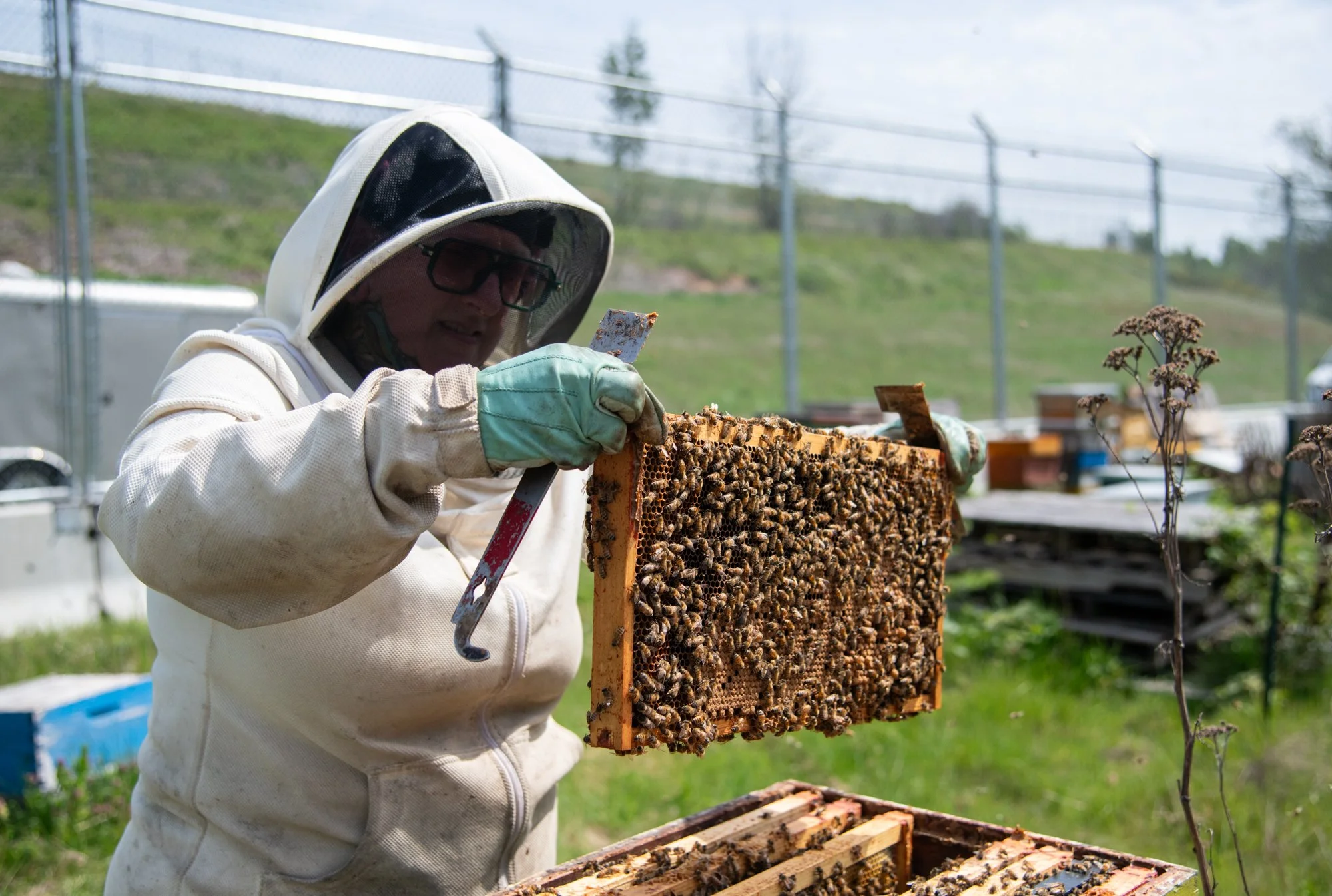 SEA-apiary-18.jpg