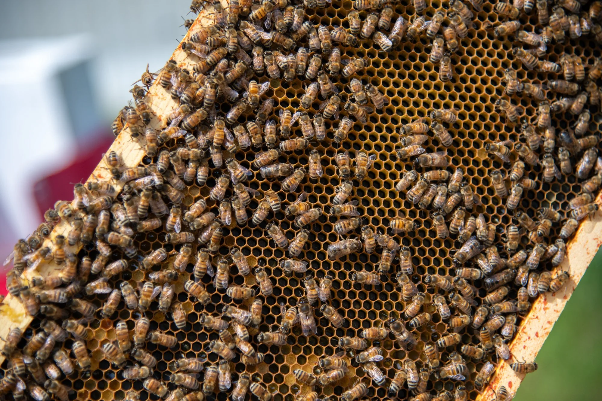 SEA-apiary-17.jpg