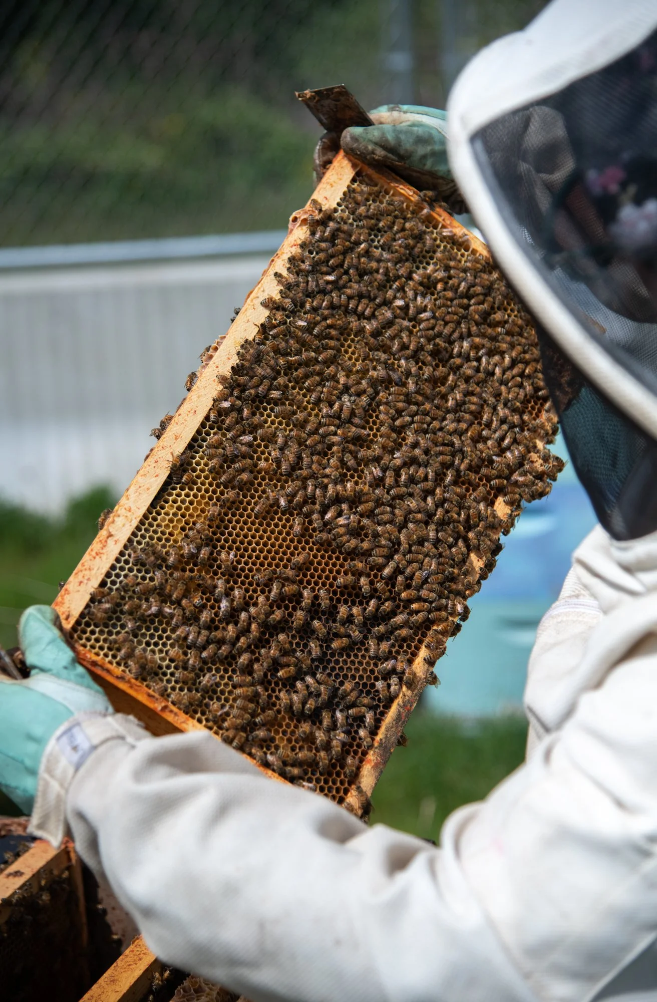 SEA-apiary-20.jpg