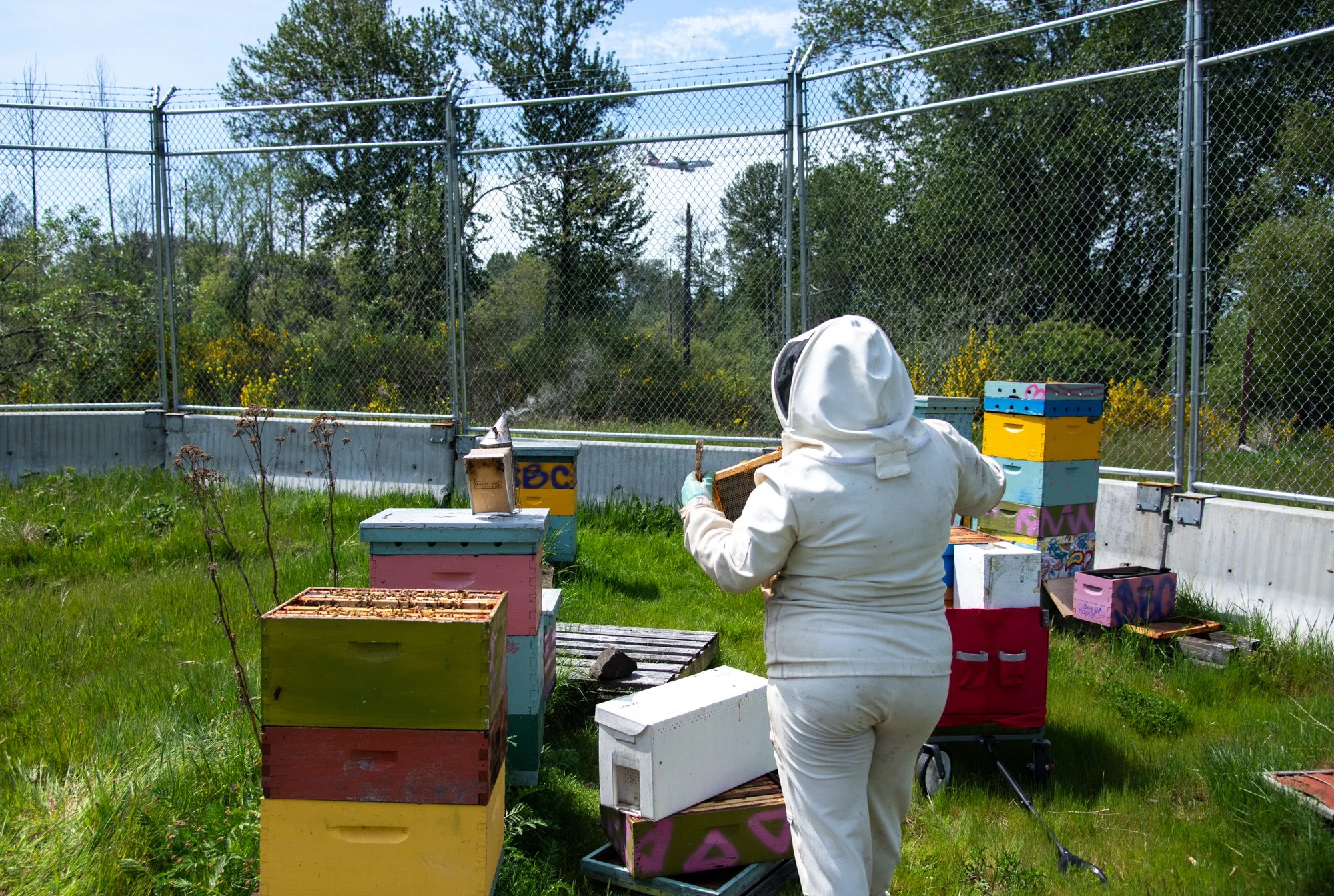 SEA-apiary-19.jpg