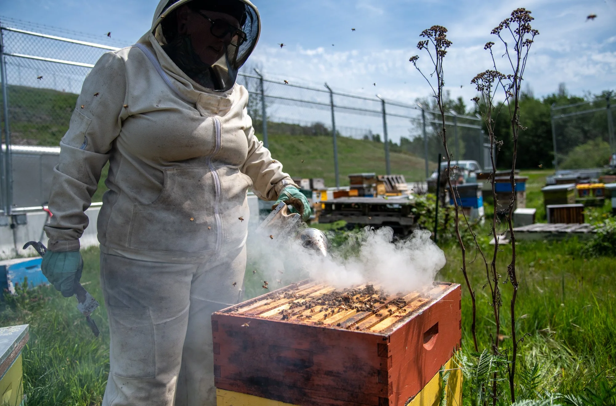 SEA-apiary-23.jpg