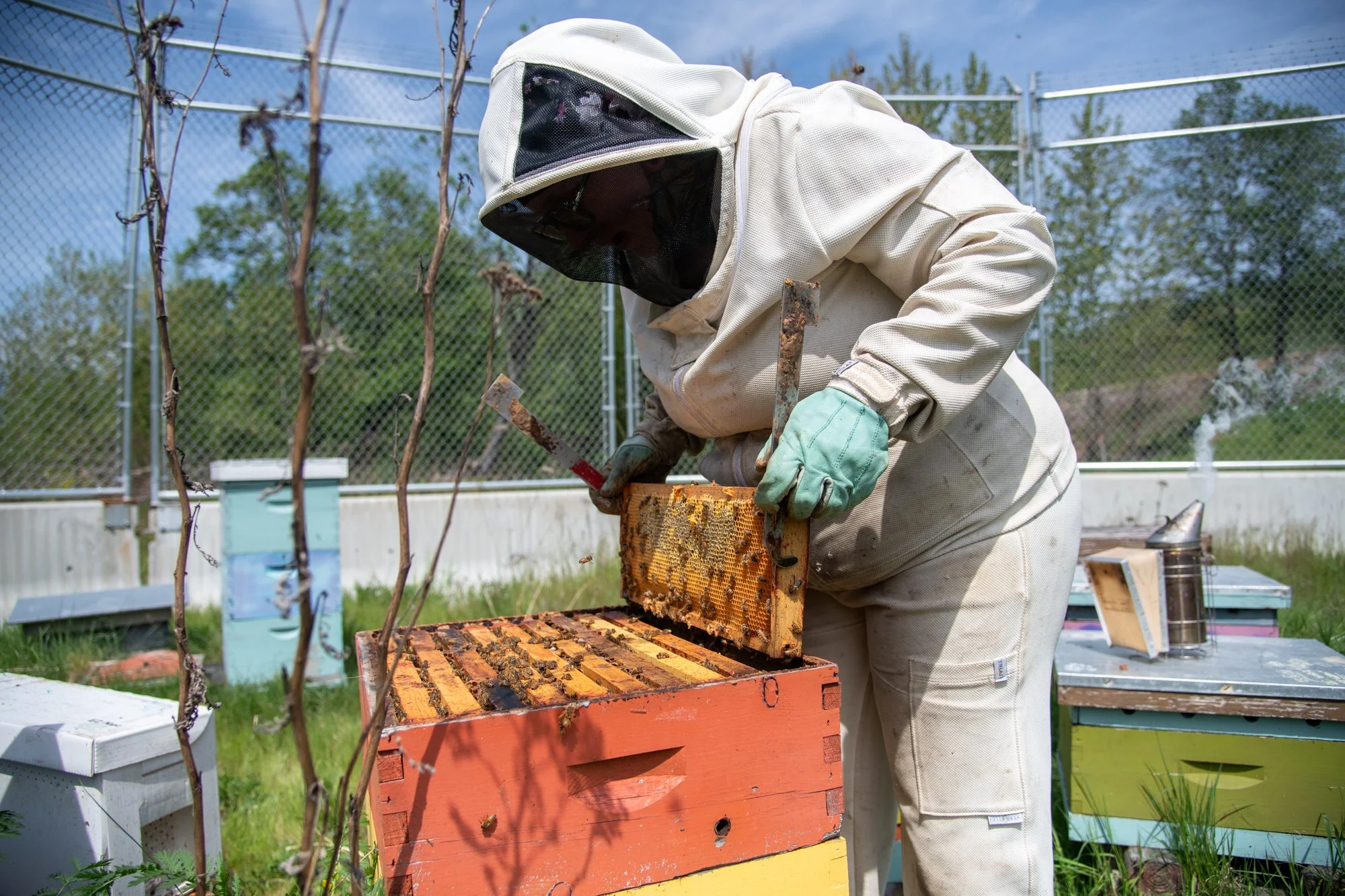 SEA-apiary-24.jpg