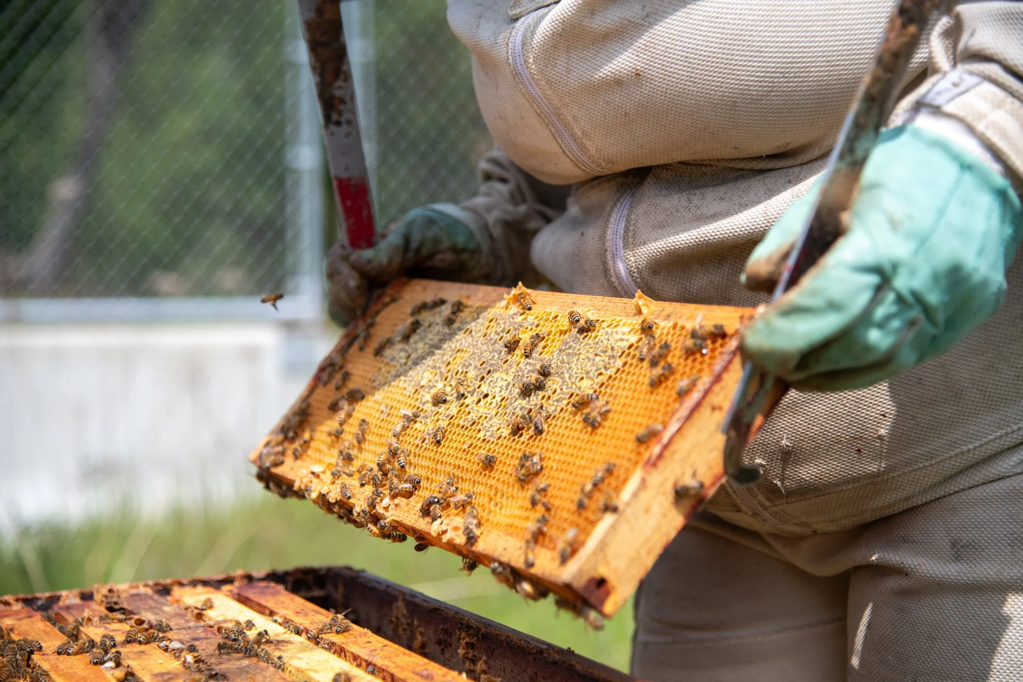 SEA-apiary-25.jpg
