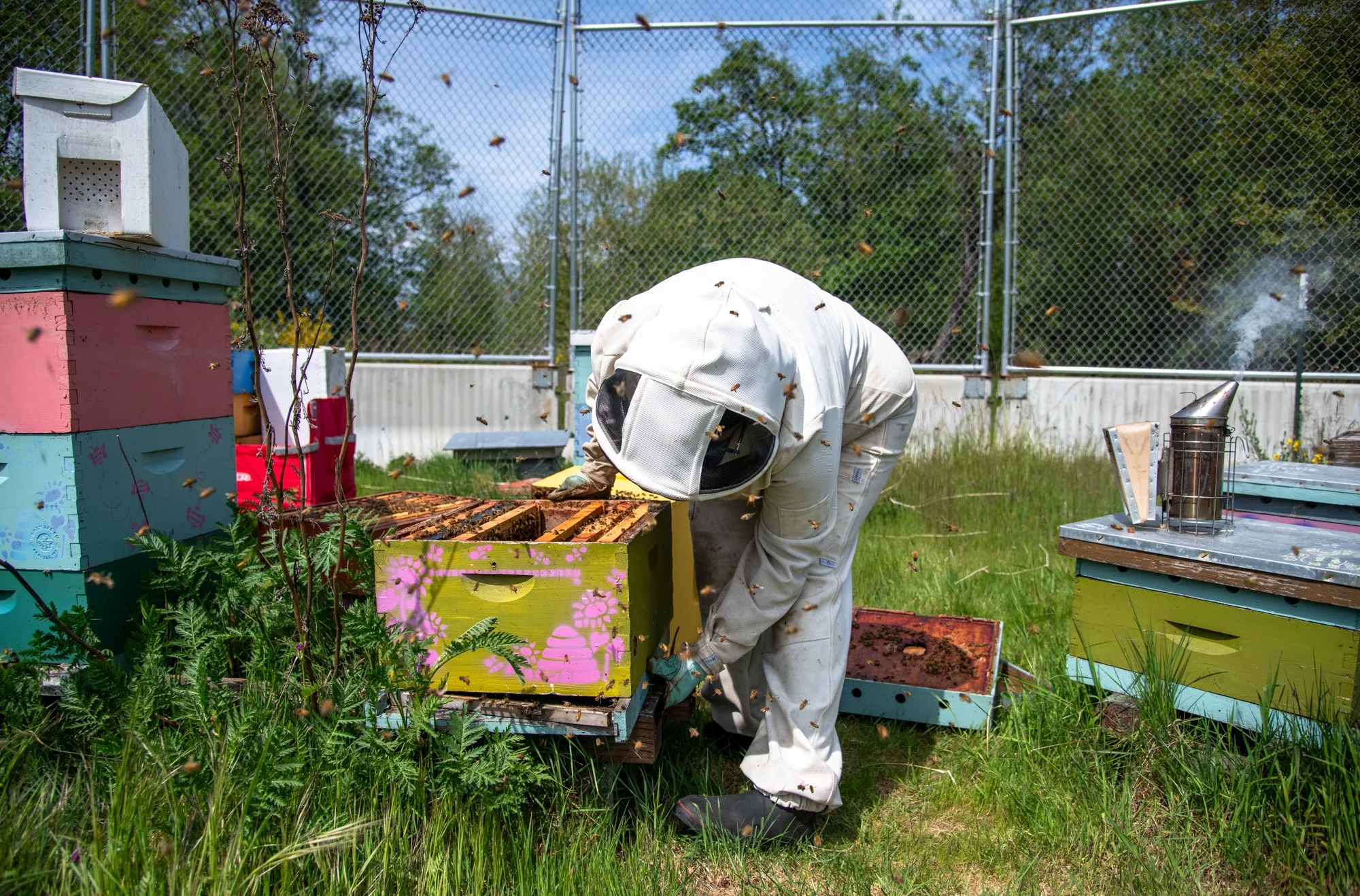 SEA-apiary-27.jpg